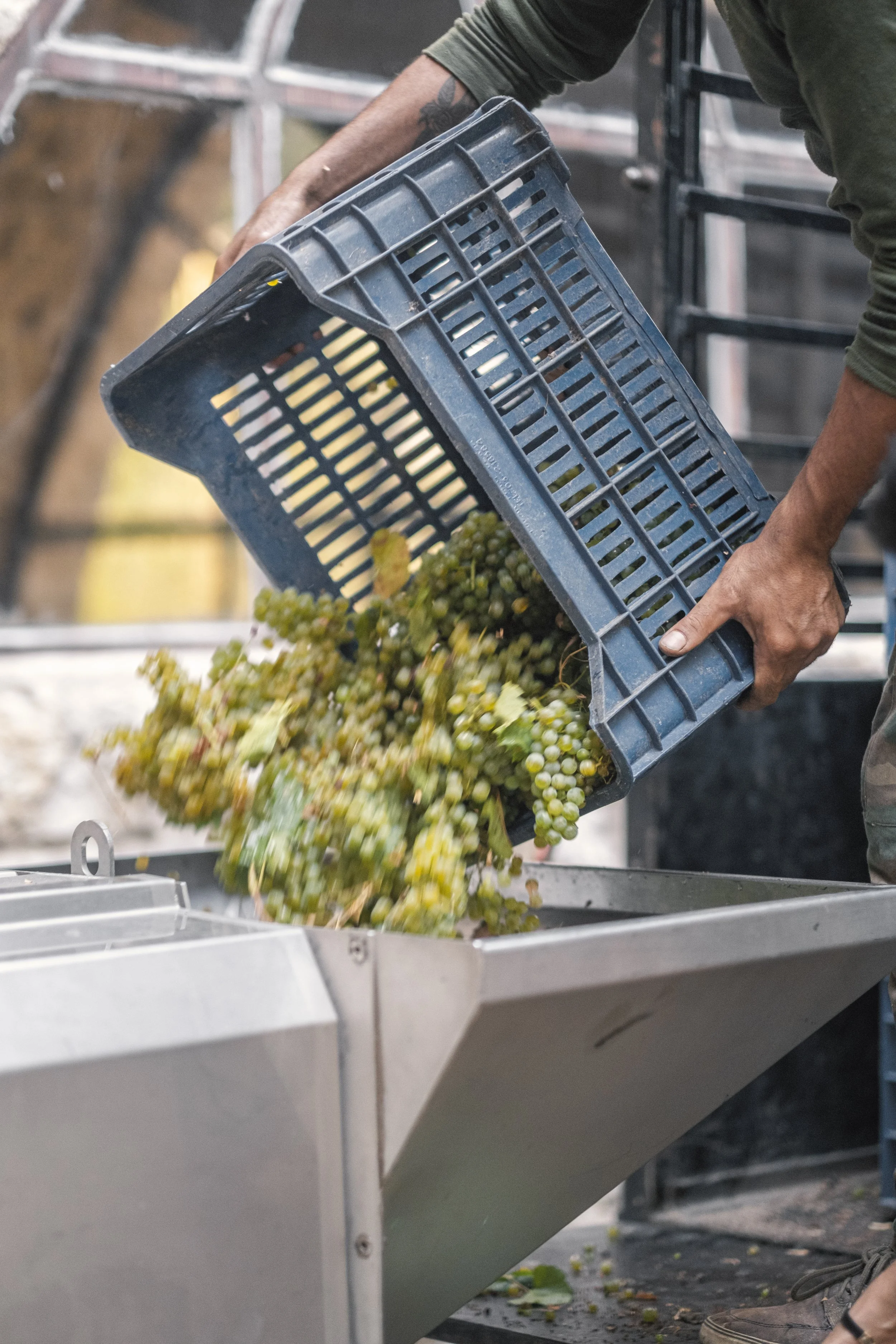 Chateau Cana Chardonnay (Sep 4, 2023).jpg