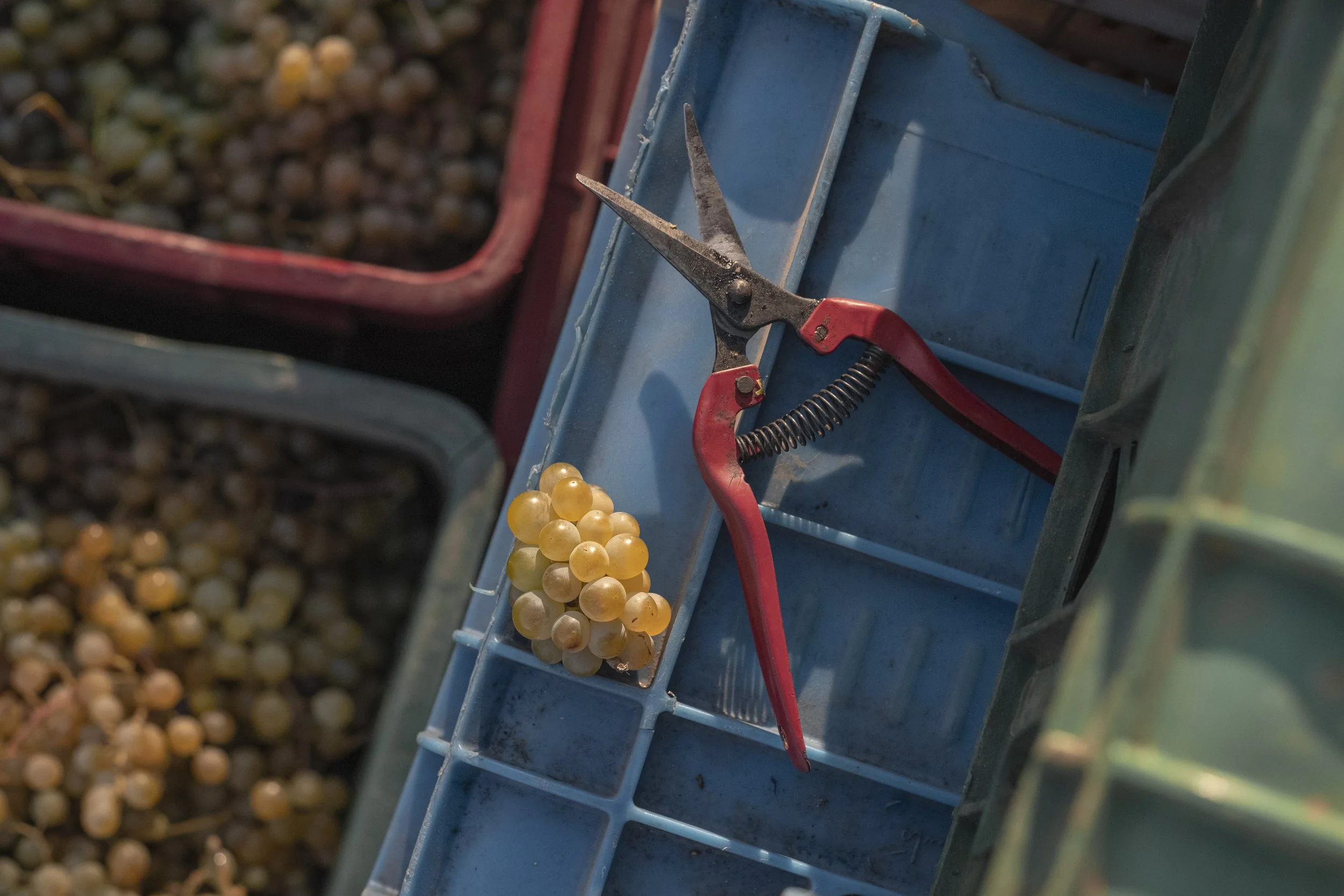 Merwah Cluster (Aug 2022) copy.jpg