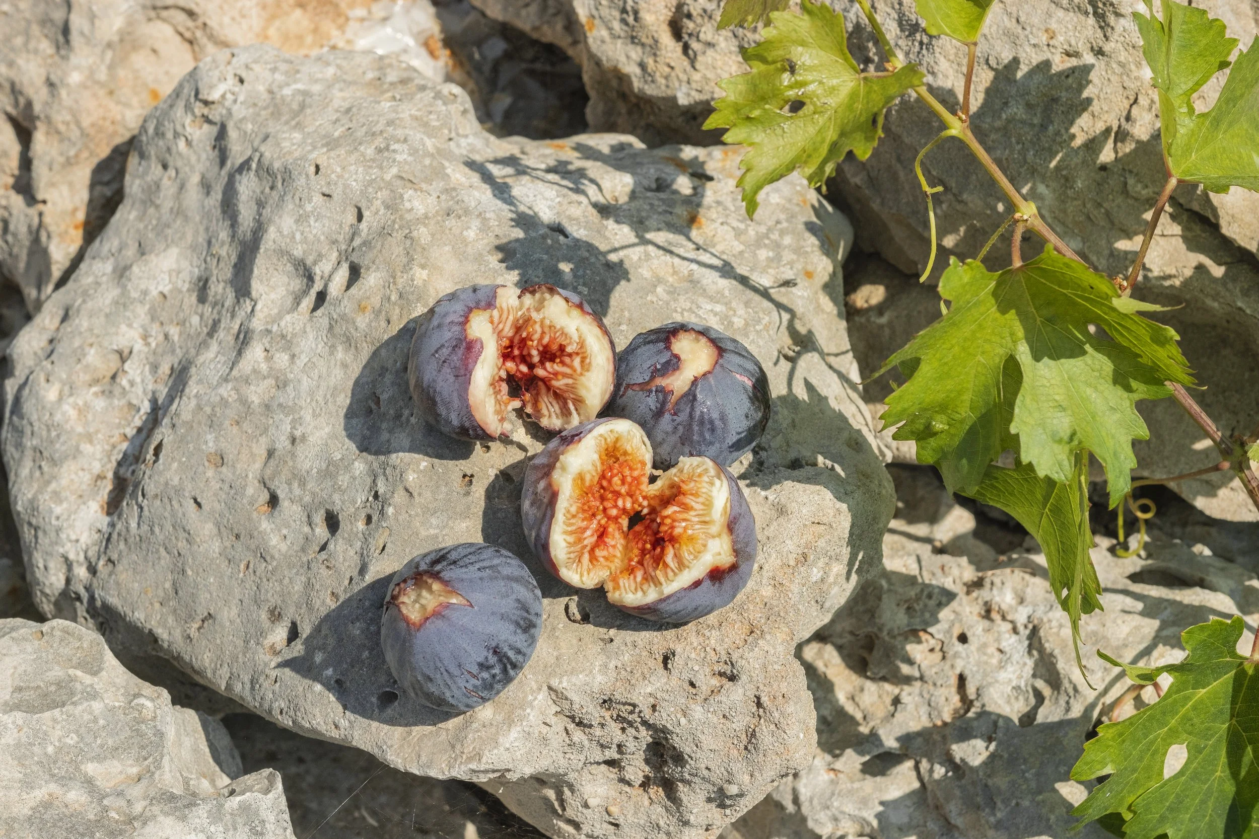 Mountain Figs (Aug 2022) copy.jpg