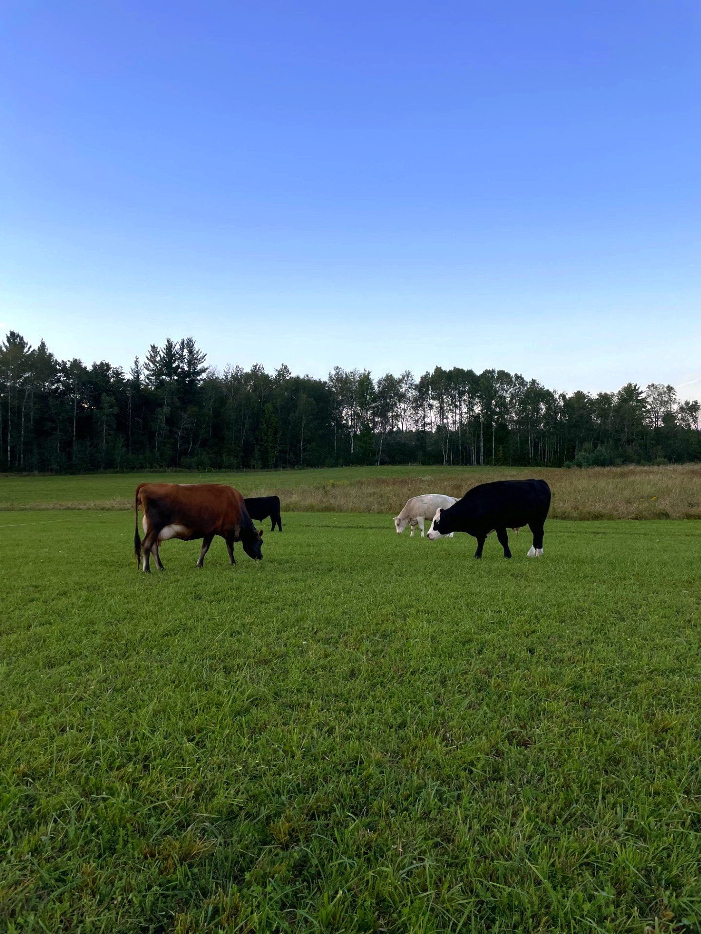 cow.jpg