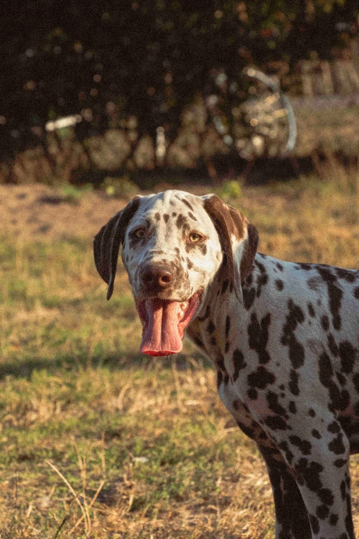 Een Dalmatiseerde hond met een open mond, uitgelaten op een grasveld, tijdens zonsondergang.