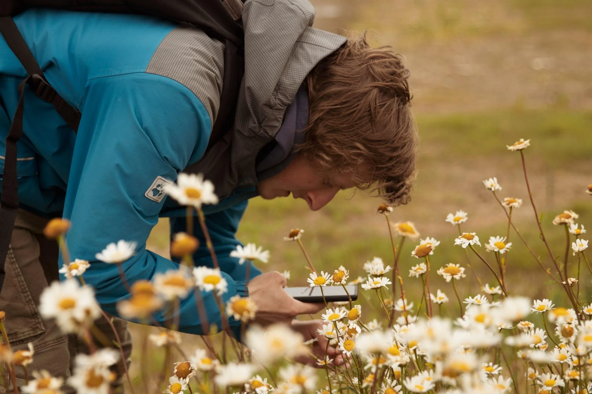 Jonge man die in een veld met madeliefjes op zijn smartphone kijkt.