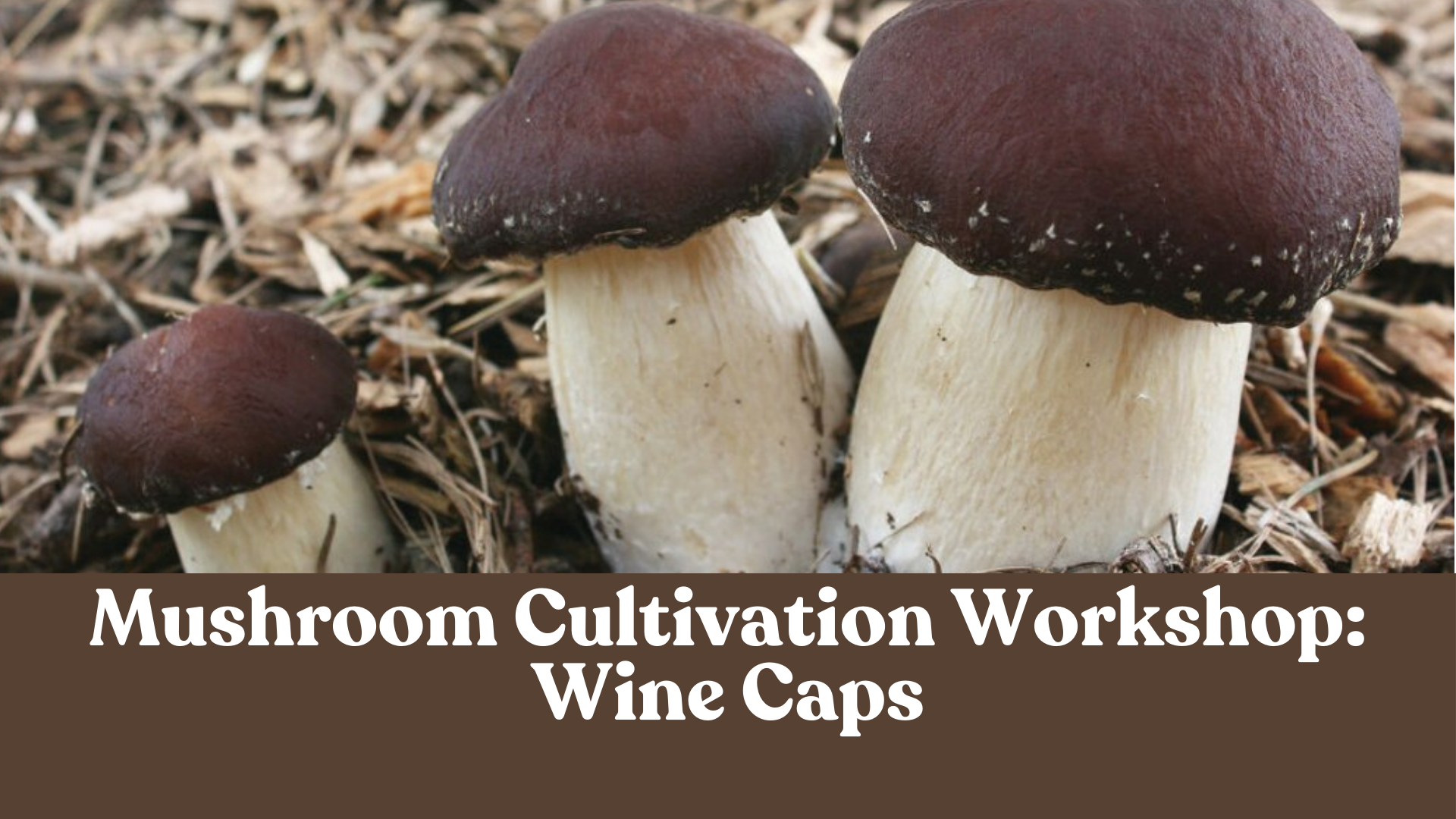 Mushroom Cultivation Workshop: Wine Caps