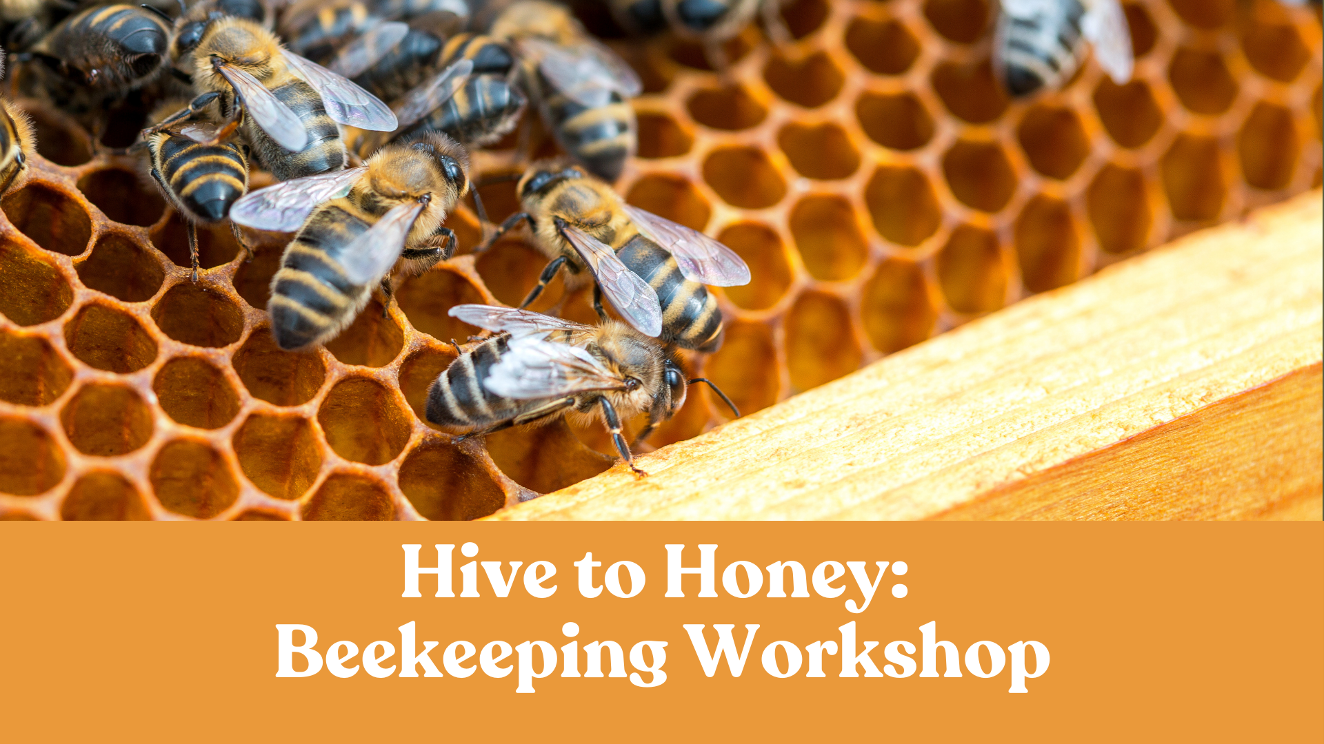 Hive to Honey: Beekeeping Workshop