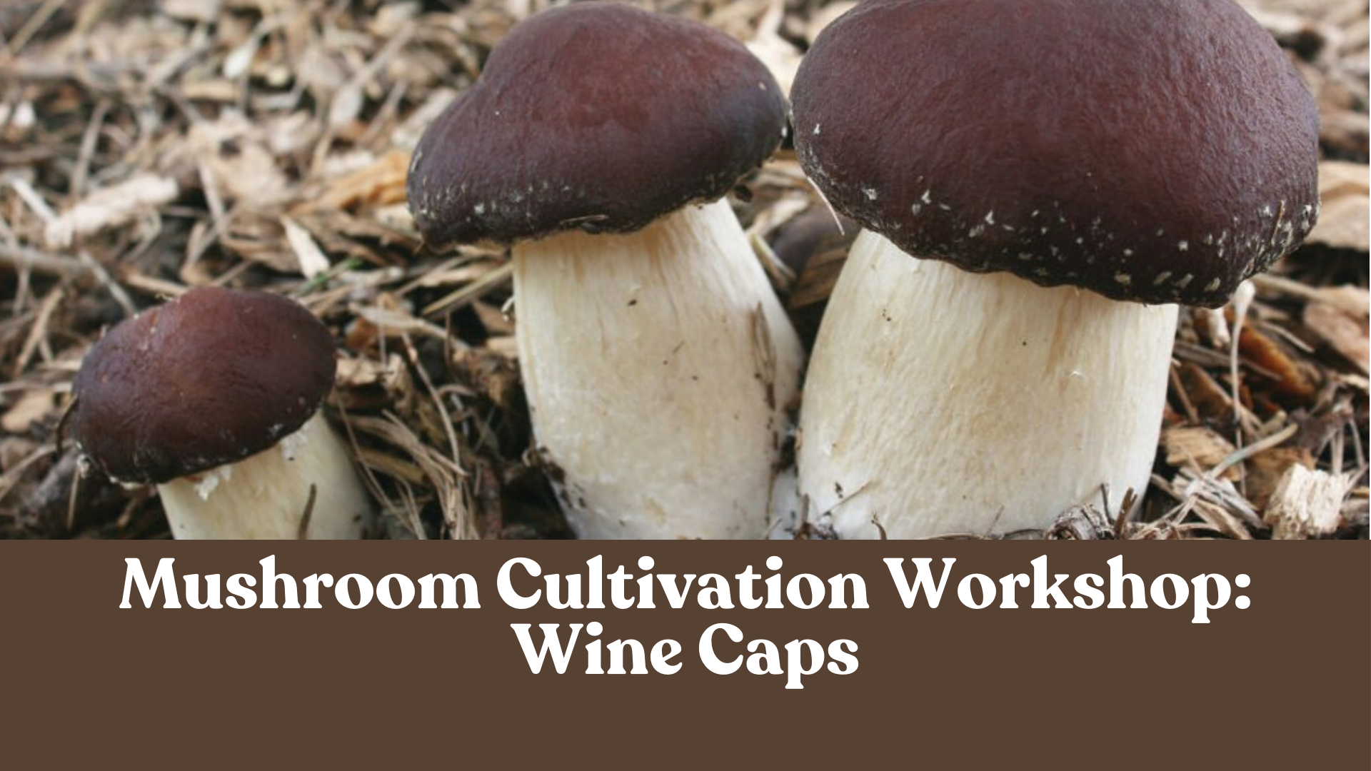 Mushroom Cultivation Workshop: Wine Caps