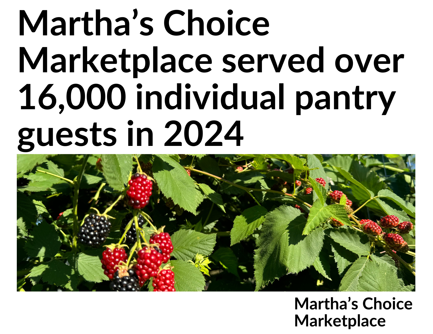 Martha's Choice Marketplace announcement highlighting that it served over 16,000 pantry guests in 2024, alongside an image of blackberry bushes with ripe and unripe fruits.