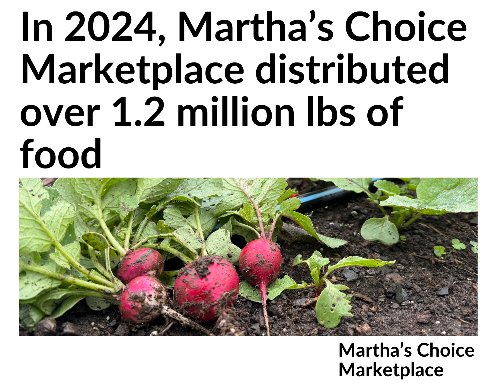 Graphic displaying text 'In 2024, Martha’s Choice Marketplace distributed over 1.2 million lbs of food' above a photo of fresh radishes in soil, with 'Martha’s Choice Marketplace' logo at bottom.