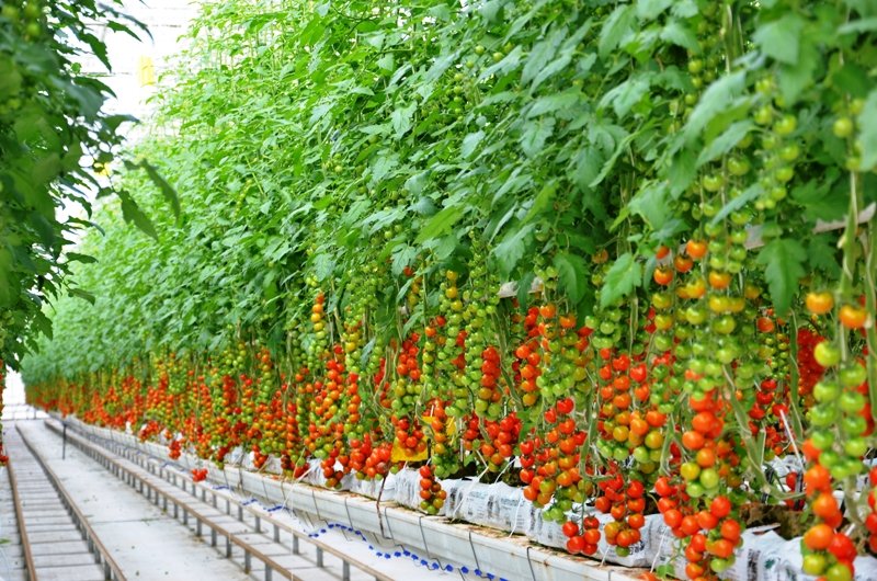TomatoCrop_Bionatur_03.JPG