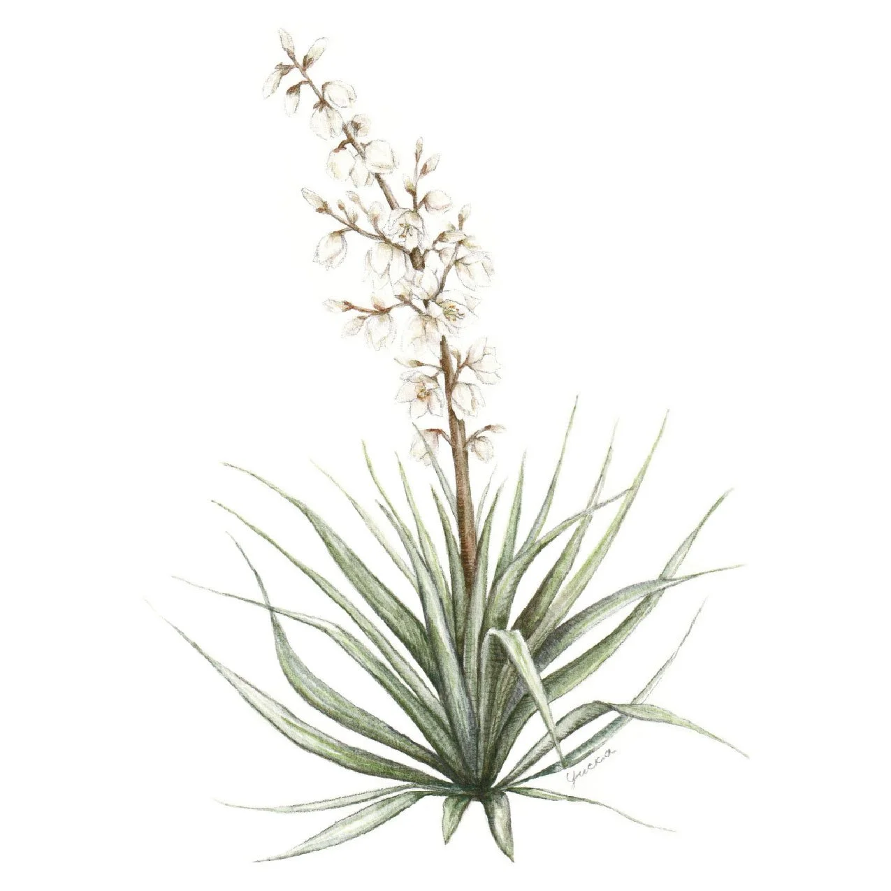 Yucca Print sqare.jpg