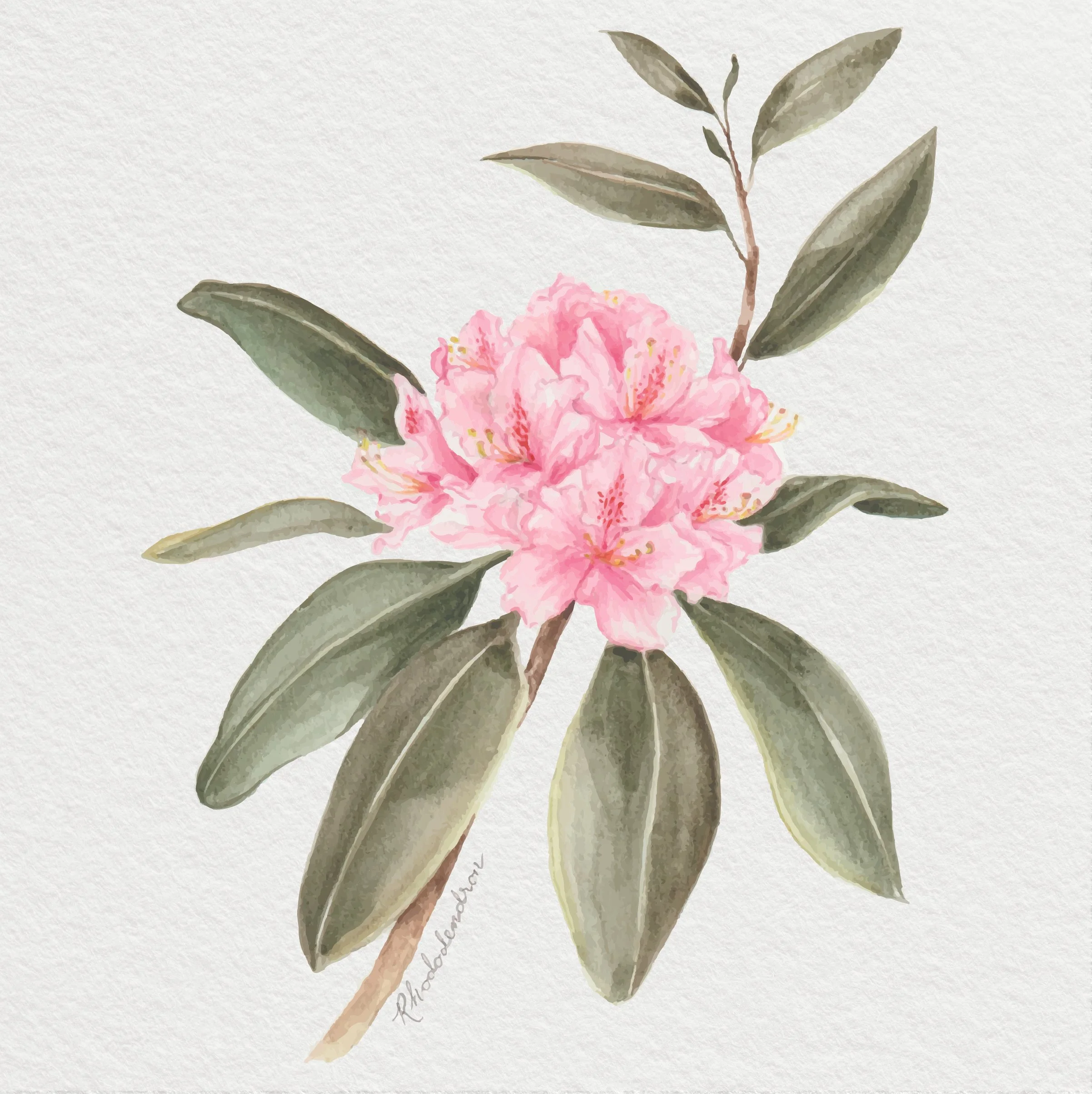 Rhodadendron 8x8 on WC paper.jpg