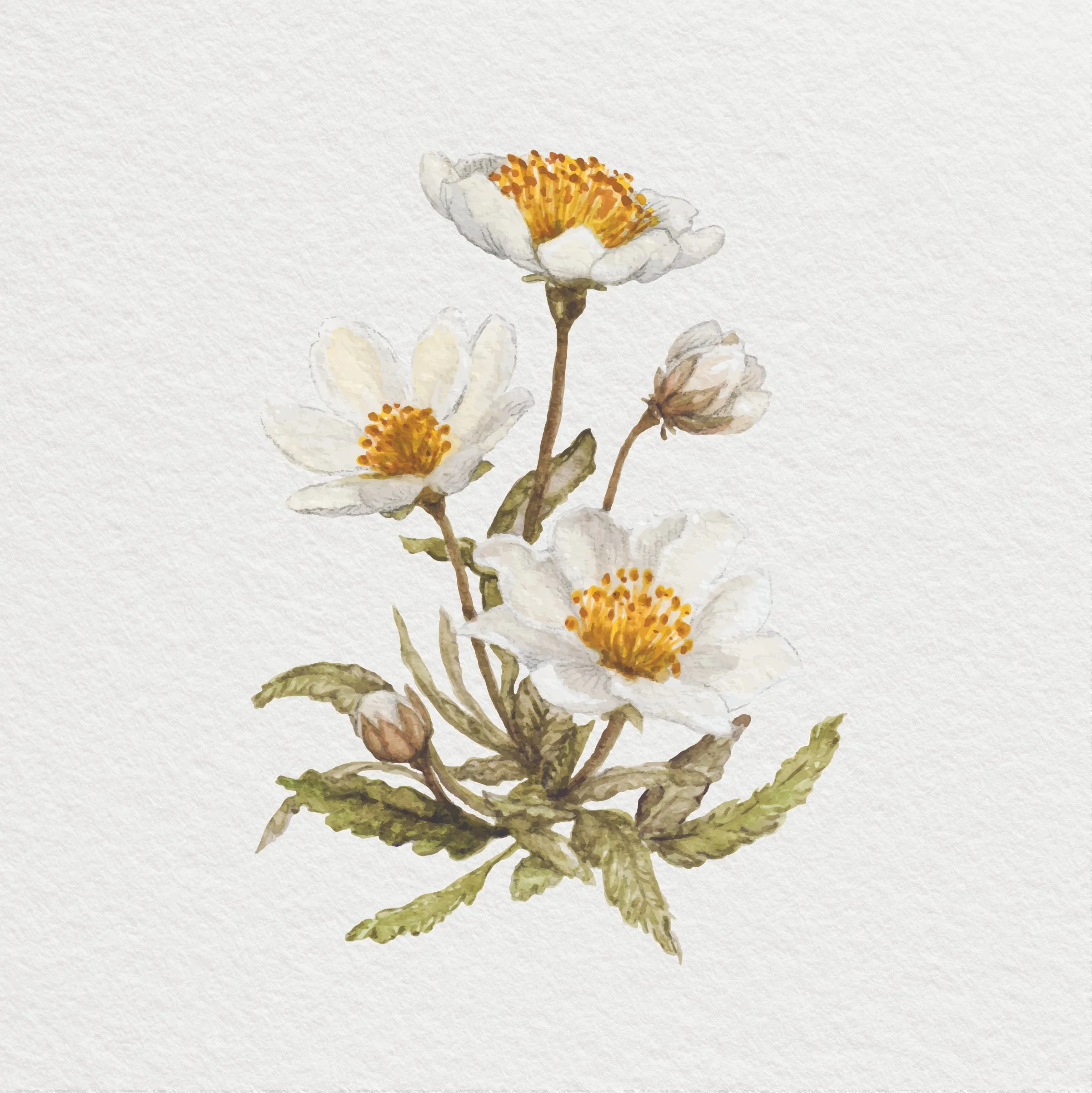 Iceland Flower 8x8 on WC paper.jpg