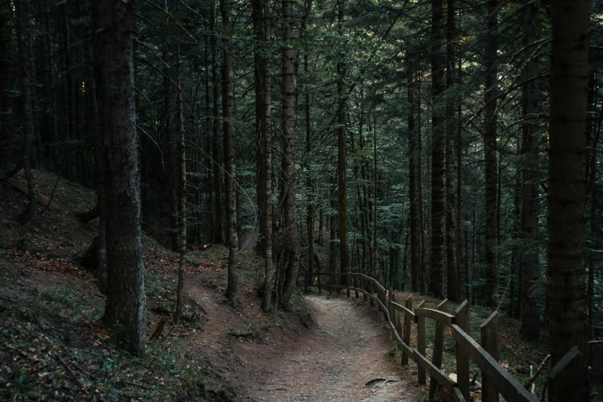 A trail running through a dense forest with tall trees and green foliage. There is a wooden fence on the right side of the trail.