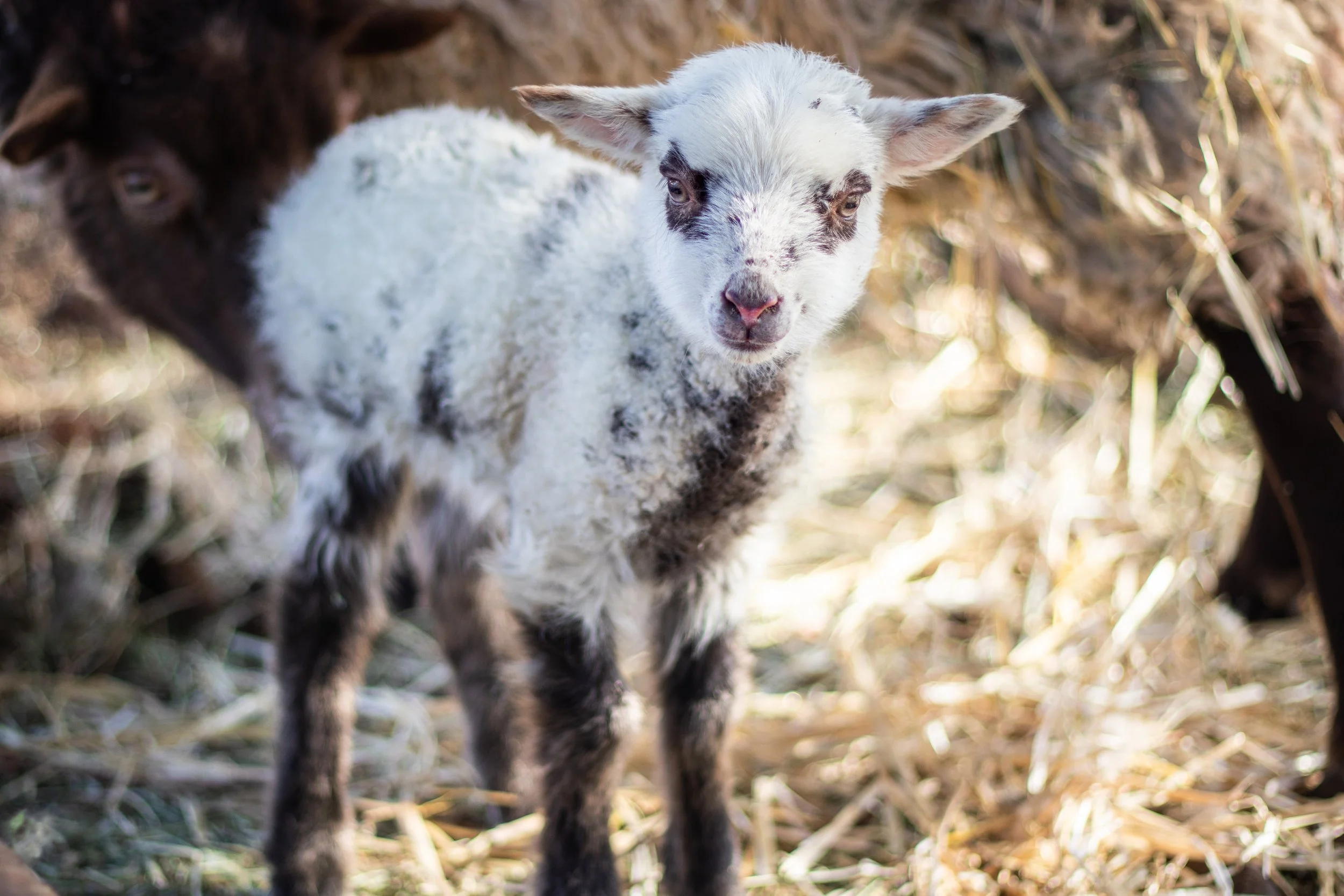 Fist birth on the farm! Shetland/Icelandic cross ram lamb. 