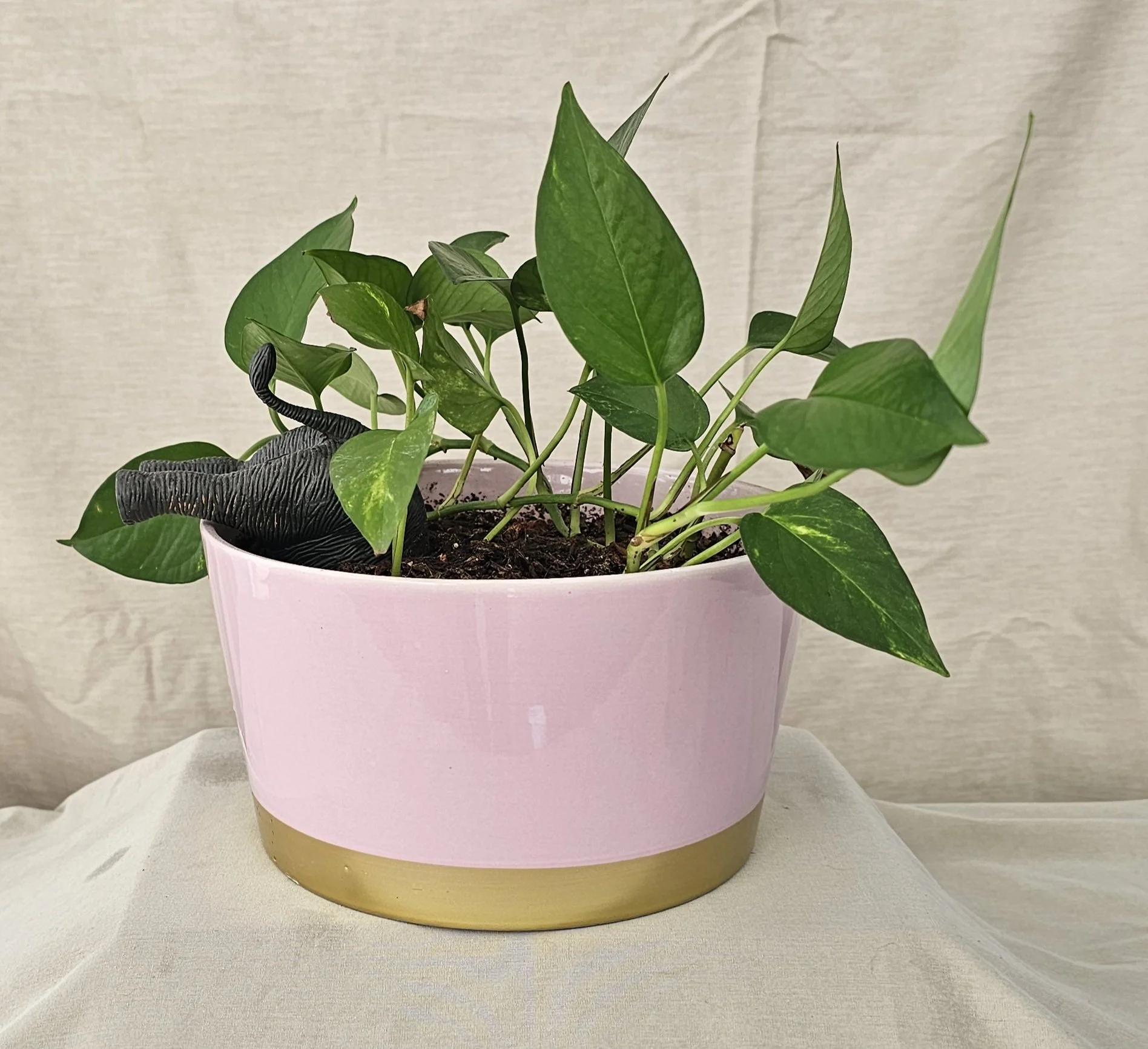 Pothos in Thrifted Pots - Deep Dive