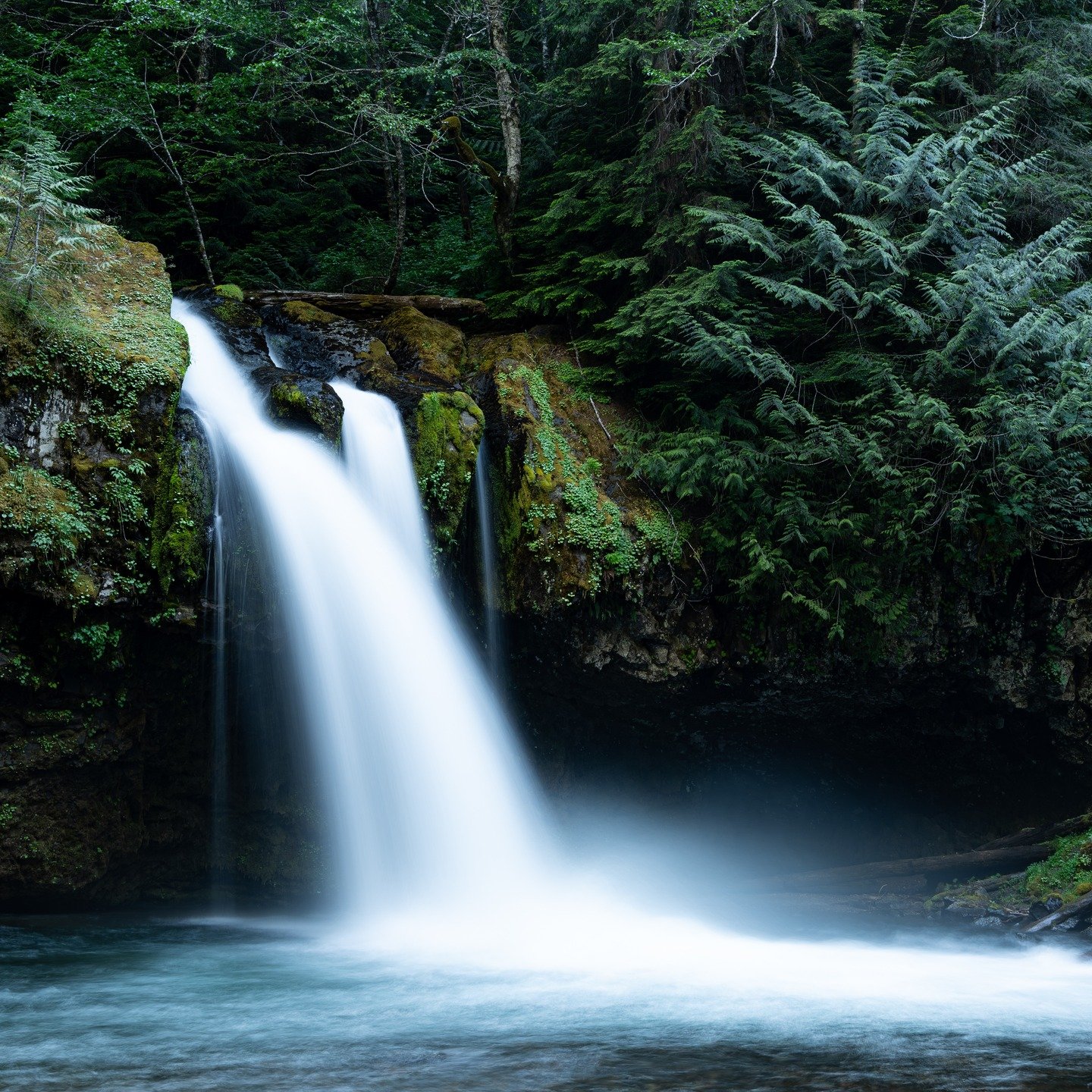in washington, i have found that waterfalls are great places to find american dippers. 
*
*
*
*
*
*
ISO 64 42mm, f/11, 2.0sec
*
*
*
*
*
*
#washingtonstate #pnw #pnwcollective #pnwisbeautiful #pnwisbest #pnwadventures #pnwphotographer #pnwphotography 