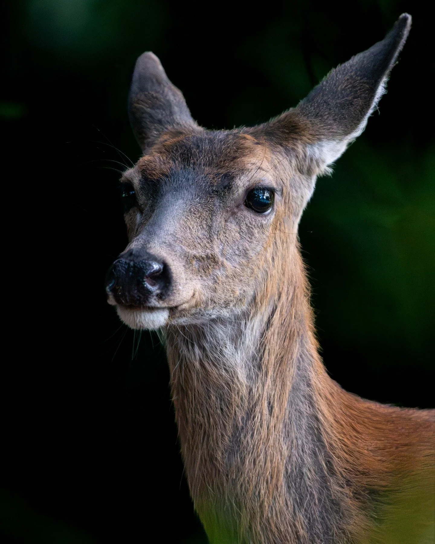 same deer more edits.
*
*
*
*
*
*
ISO 18000, 500mm, f/4.0, 1/1250sec
*
*
*
*
*
*
#conservation #ig_naturelovers #wildlifeonearth #wildlife_perfection #featured_wildlife #naturephotography #natgeowild #natgeoyourshot #wildlife #wildlifephotography #wi