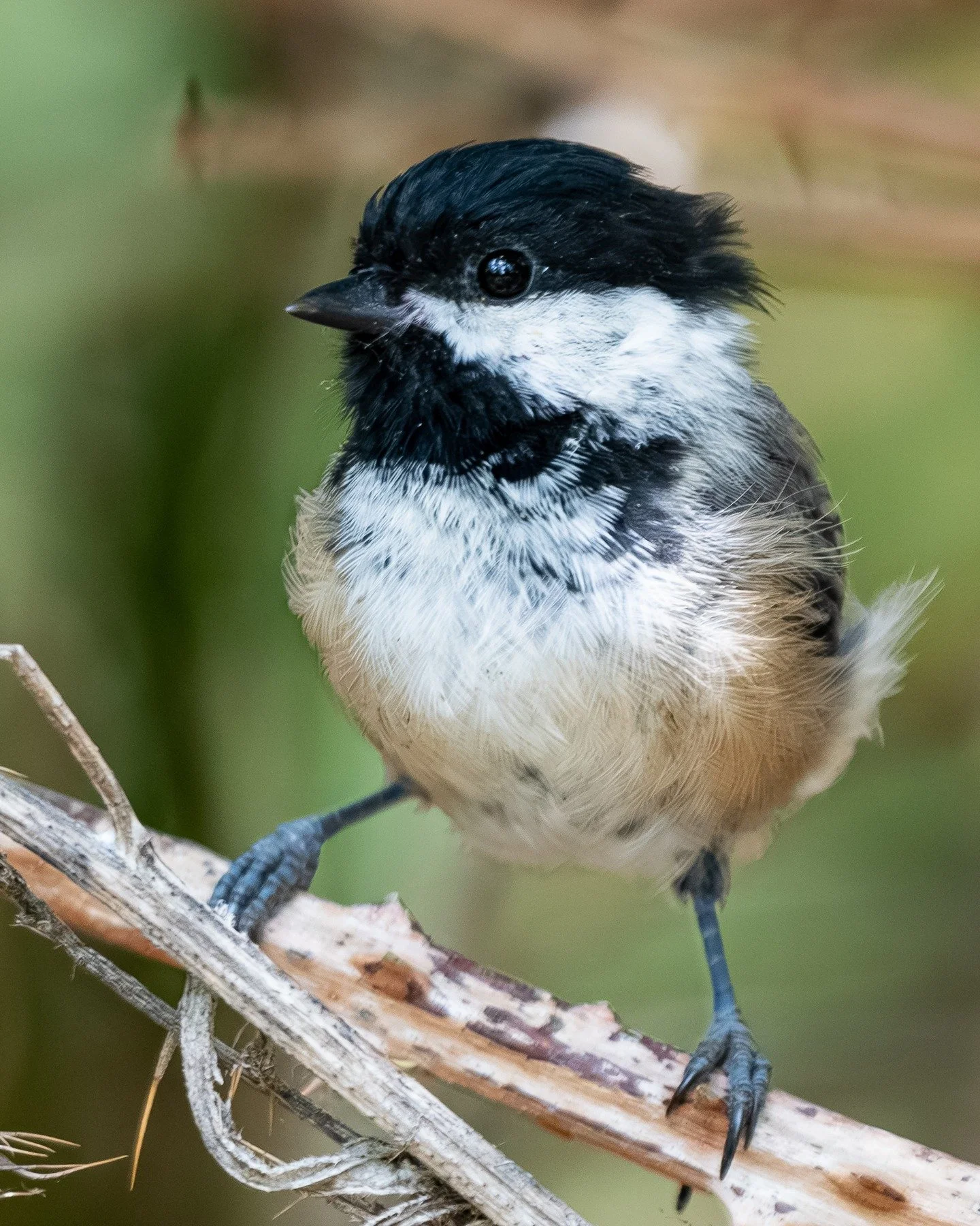 the chickadee hides seeds for later.
*
*
*
*
*
*
ISO 1400, 500mm, f/4.0, 1/1000sec
*
*
*
*
*
*
#birdphotography #birdlovers #birdfreaks #birds_adored #birds #birdsofinstagram #bird_brilliance #birdwatching #bird_captures #planetbirds #wildlife #wildl