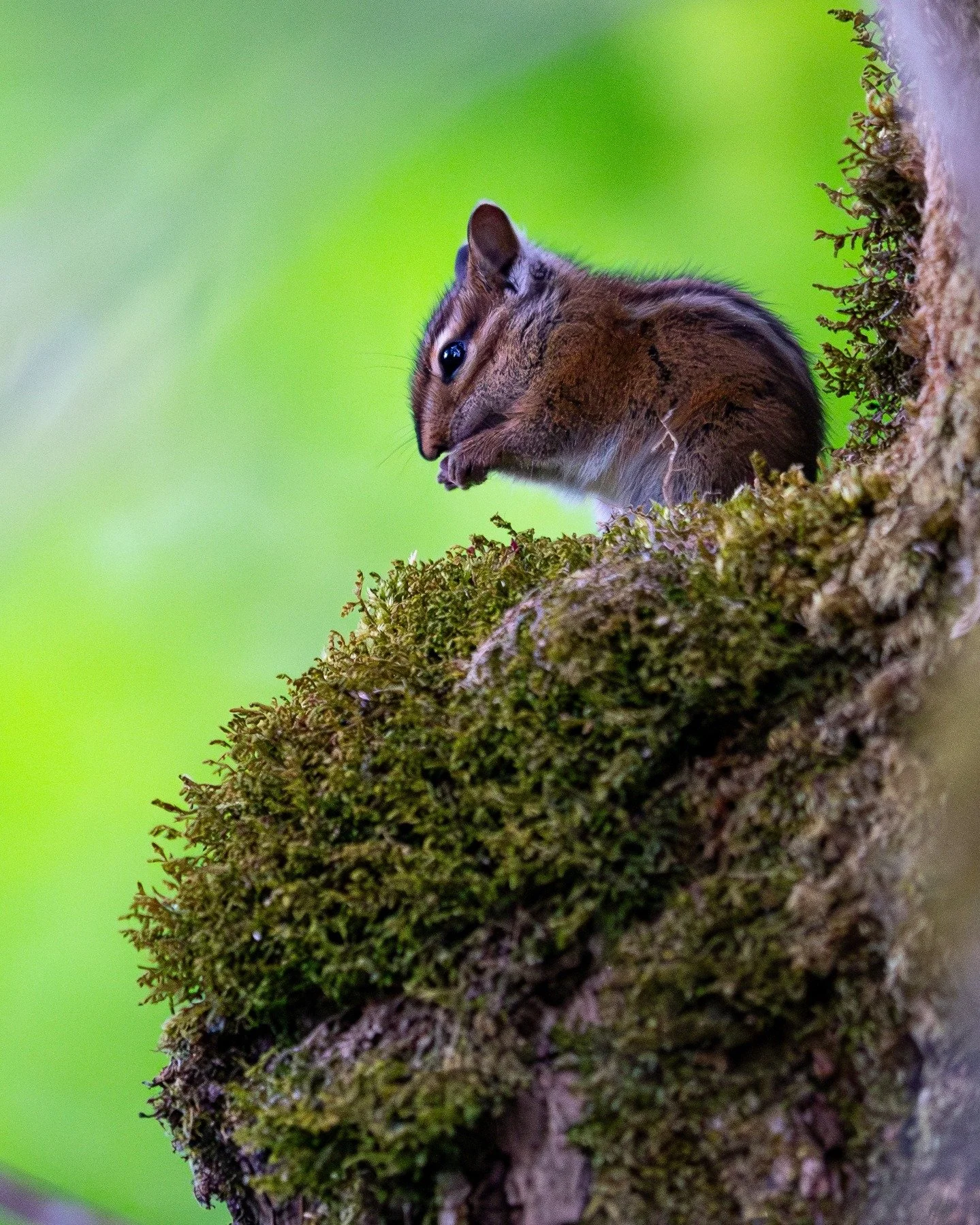 chipmunks are omnivores which means they will eat chicken wings and drink beer if offered. chipmunks and humans probably share ancestry!😎
*
*
*
*
*
*
ISO 3200, 400mm, f/2.8, 1/160sec
*
*
*
*
*
*
#conservation #ig_naturelovers #wildlifeonearth #wildl