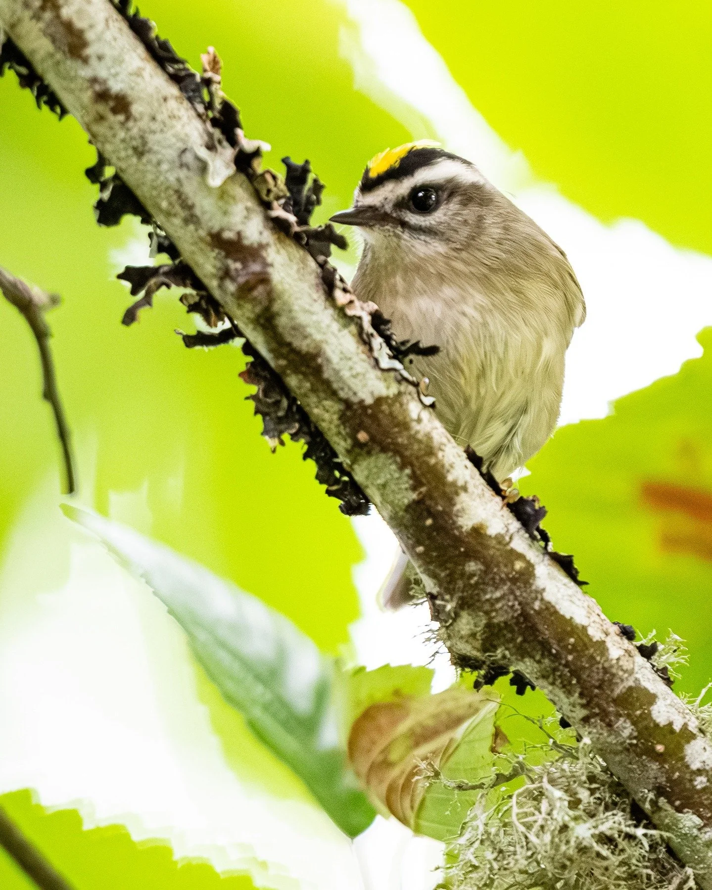 this golden-crowed kinglet was hanging with a group of chickadees. 
*
*
*
*
*
*
ISO 2500, 500mm, f/4.0, 1/1250sec
*
*
*
*
*
*
#birdphotography #birdlovers #birdfreaks #birds_adored #birds #birdsofinstagram #bird_brilliance #birdwatching #bird_capture