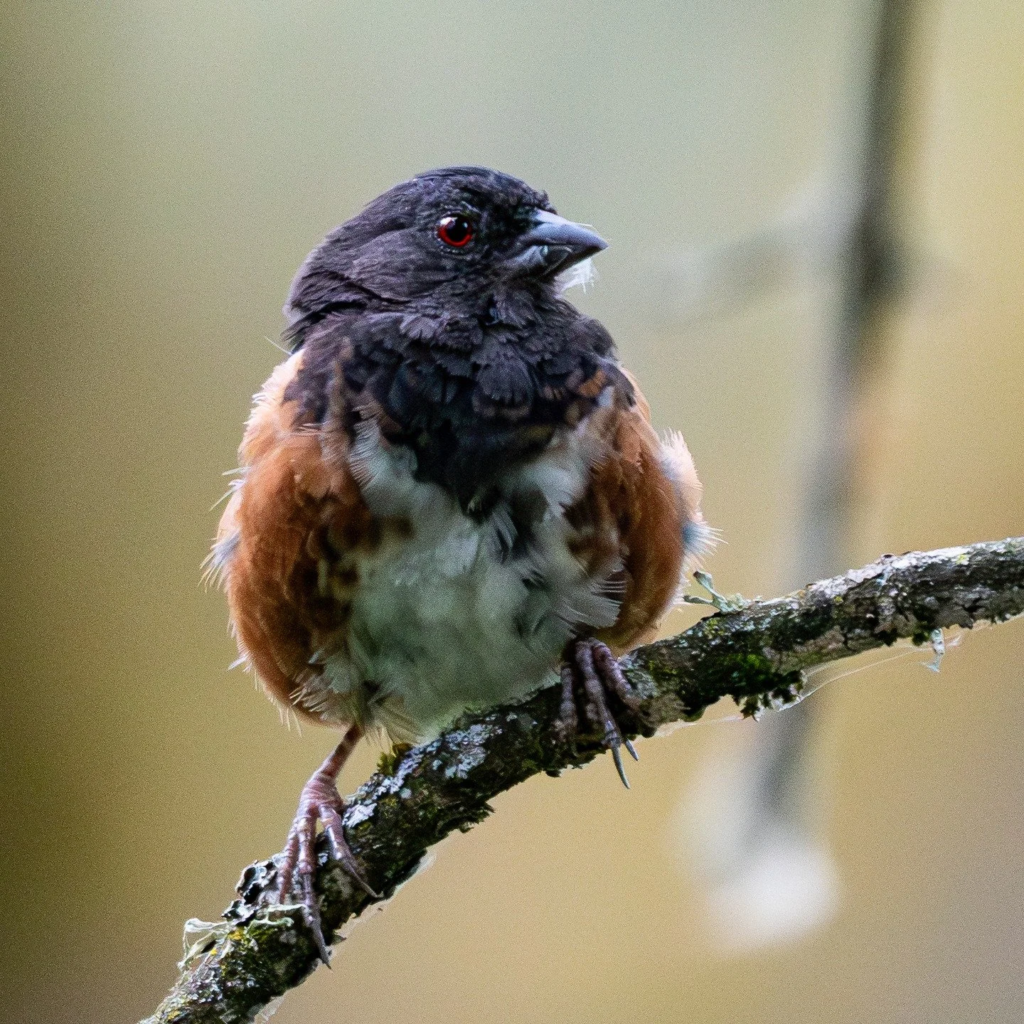 spotted towhee visiting the campground early in the morning.
*
*
*
*
*
ISO 9000, 500mm, f/4, 1/640sec
*
*
*
*
*
*
#birds #birdwatching #birdphotography #birds_adored #birding #birdsofinstagram #wildlifephotography #naturephotography #nature #naturelo