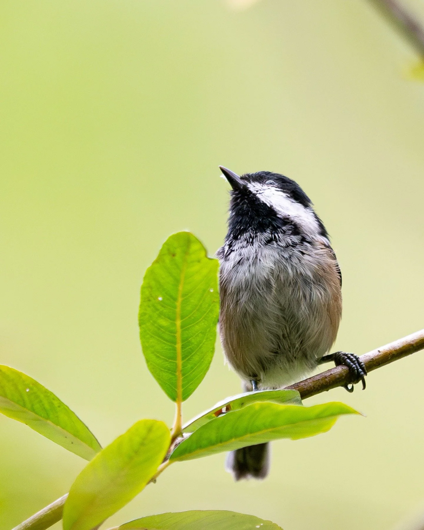 chickadee looking for bugs.
*
*
*
*
*
ISO 1800, 400mm, f/2.8, 1/640sec
*
*
*
*
*
*
#birds #birdwatching #birdphotography #birds_adored #birding #birdsofinstagram #wildlifephotography #naturephotography #nature #naturelovers #bestbirdshots #best_birds