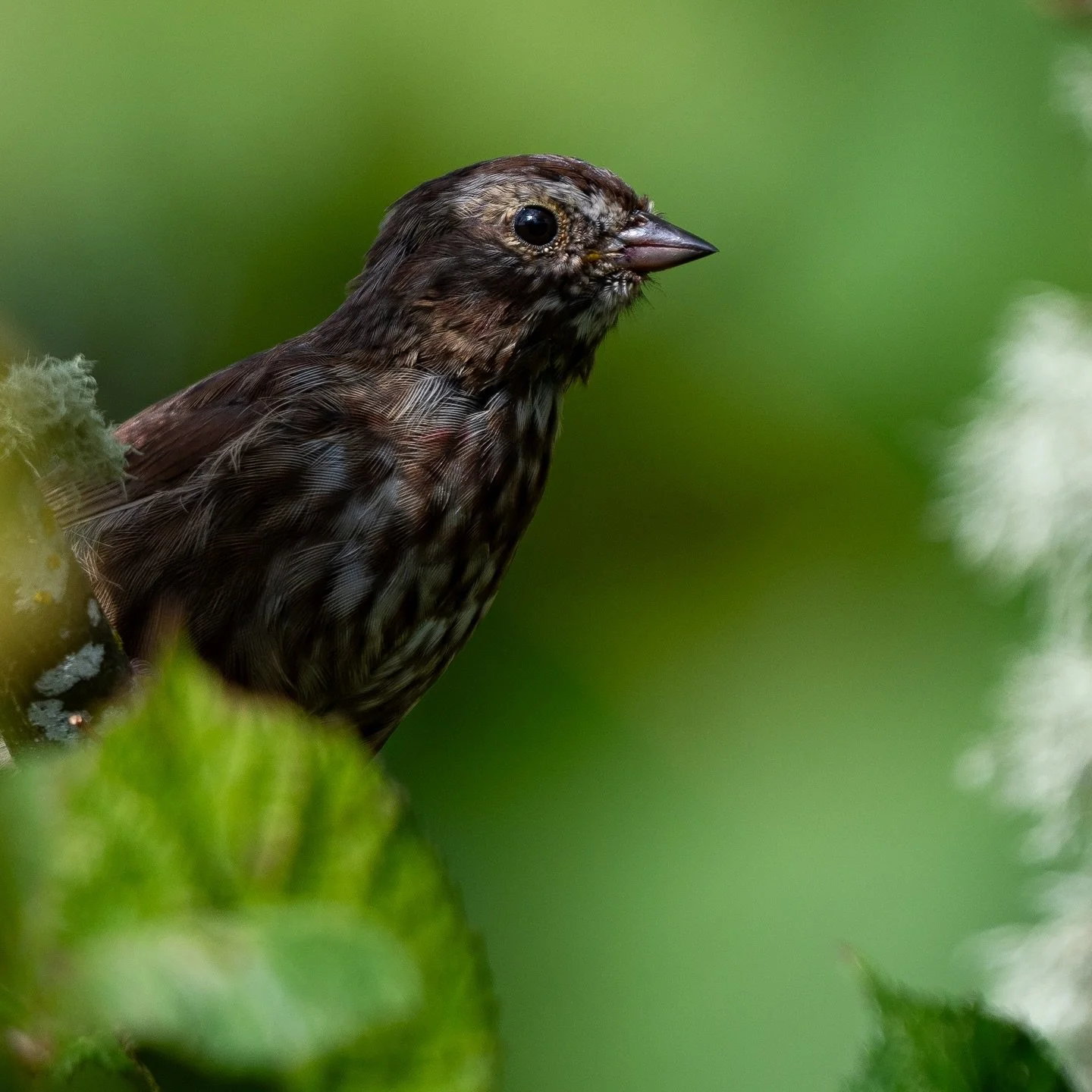 song sparrow peeking out of the bushes. 
*
#birds #birdwatching #birdphotography #birds_adored #birding #birdsofinstagram #wildlifephotography #naturephotography #nature #naturelovers #bestbirdshots #best_birds_of_ig #pajaros #naturaleza #nuts_about_