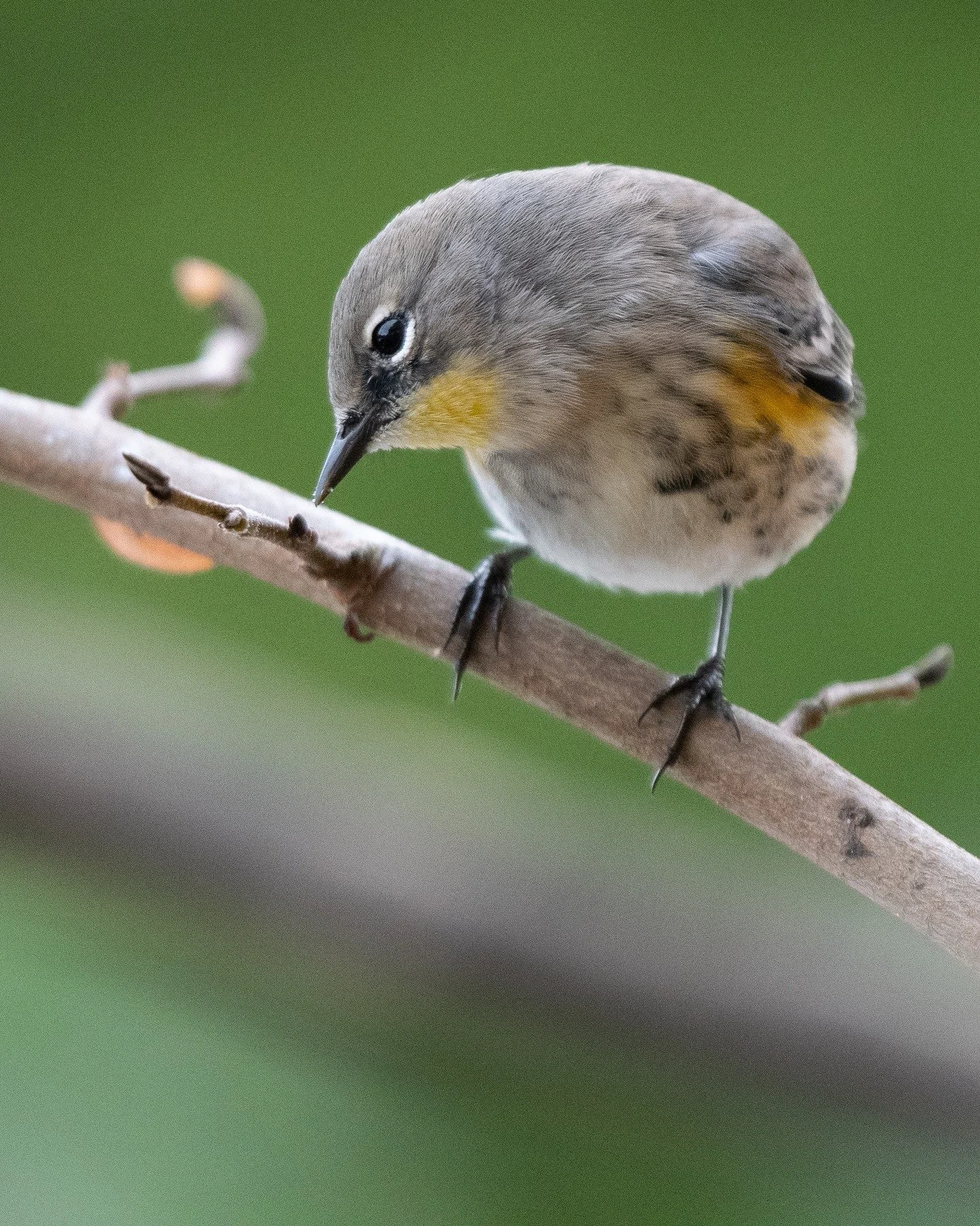no edits only crop. auto iso magic!

#birdsphotography #photography #birding #birds #pnwbirds