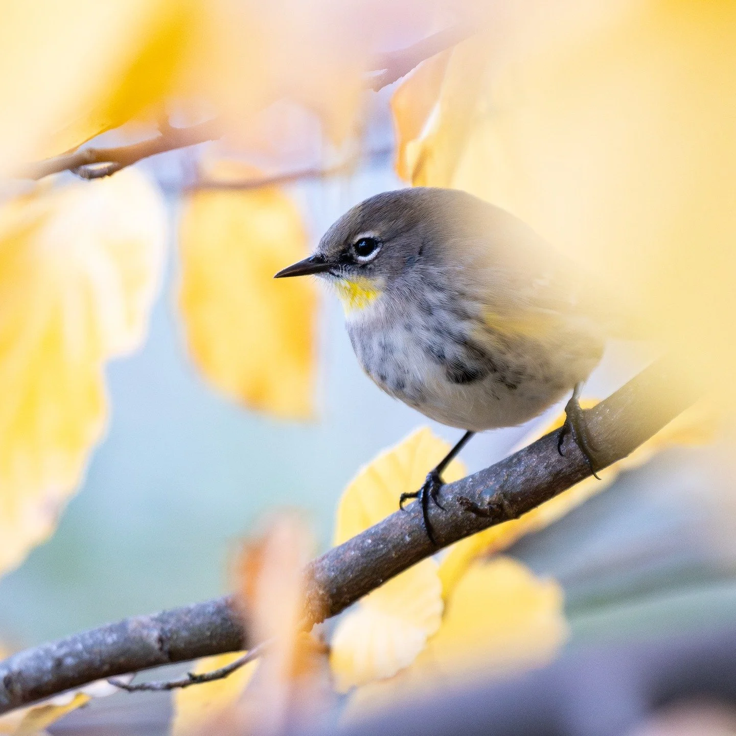 warblers be warbling. 

#birdsphotography #photography #birding #birds #pnwbirds