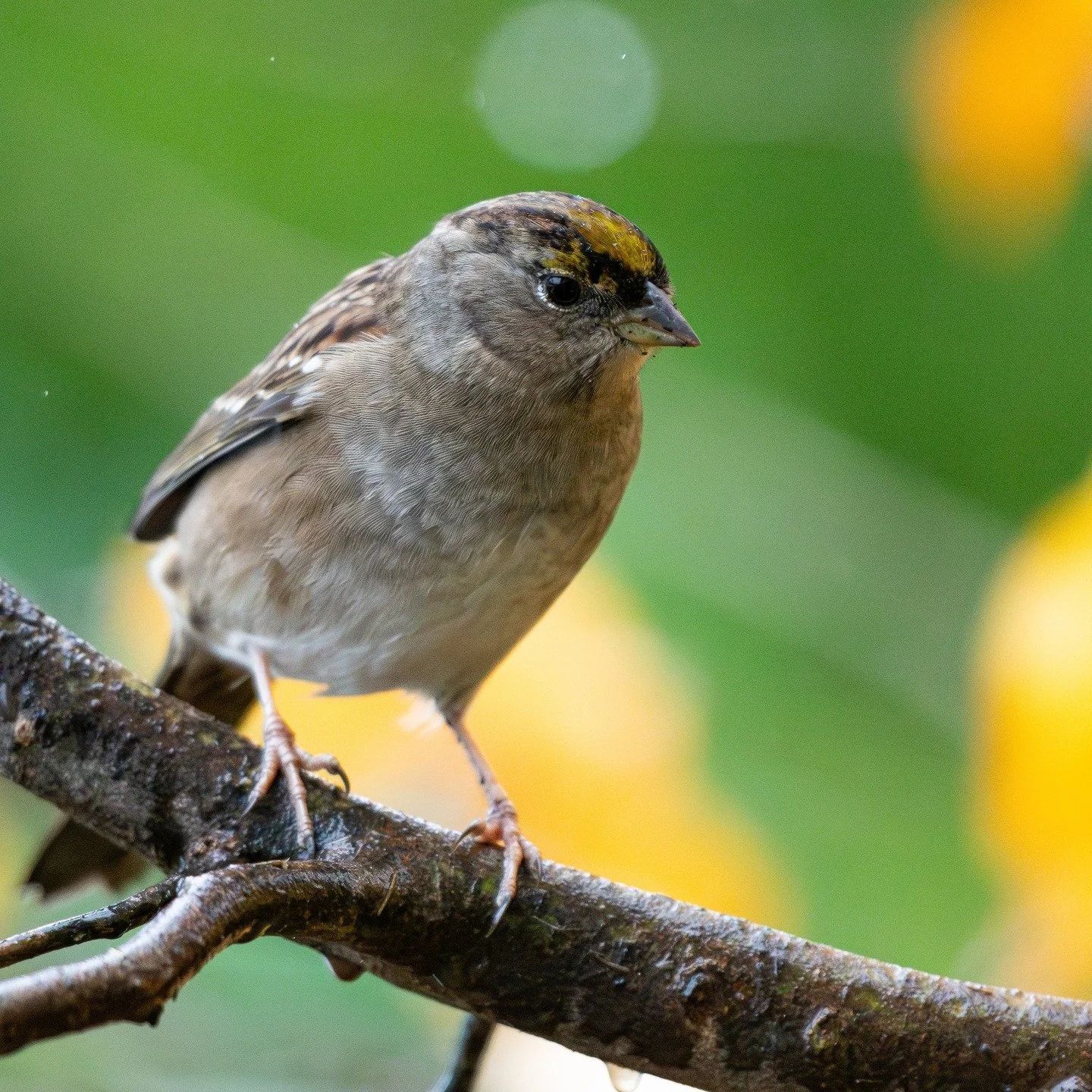 the golden crowned sparrow only visits me when it's cold. 

#birdsphotography #photography #birding #birds #pnwbirds