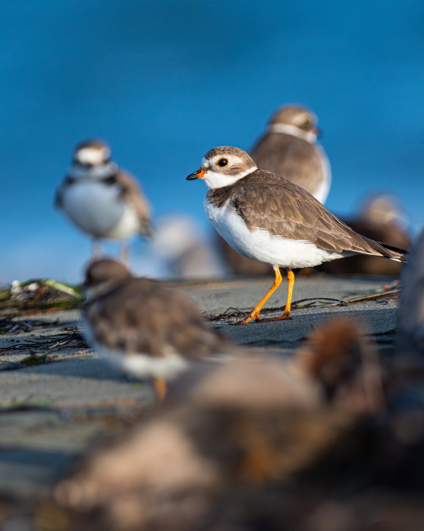shore birds are cool. even cooler in Puerto Rico.🌴

#birdsphotography #photography #birding #birds #pnwbirds