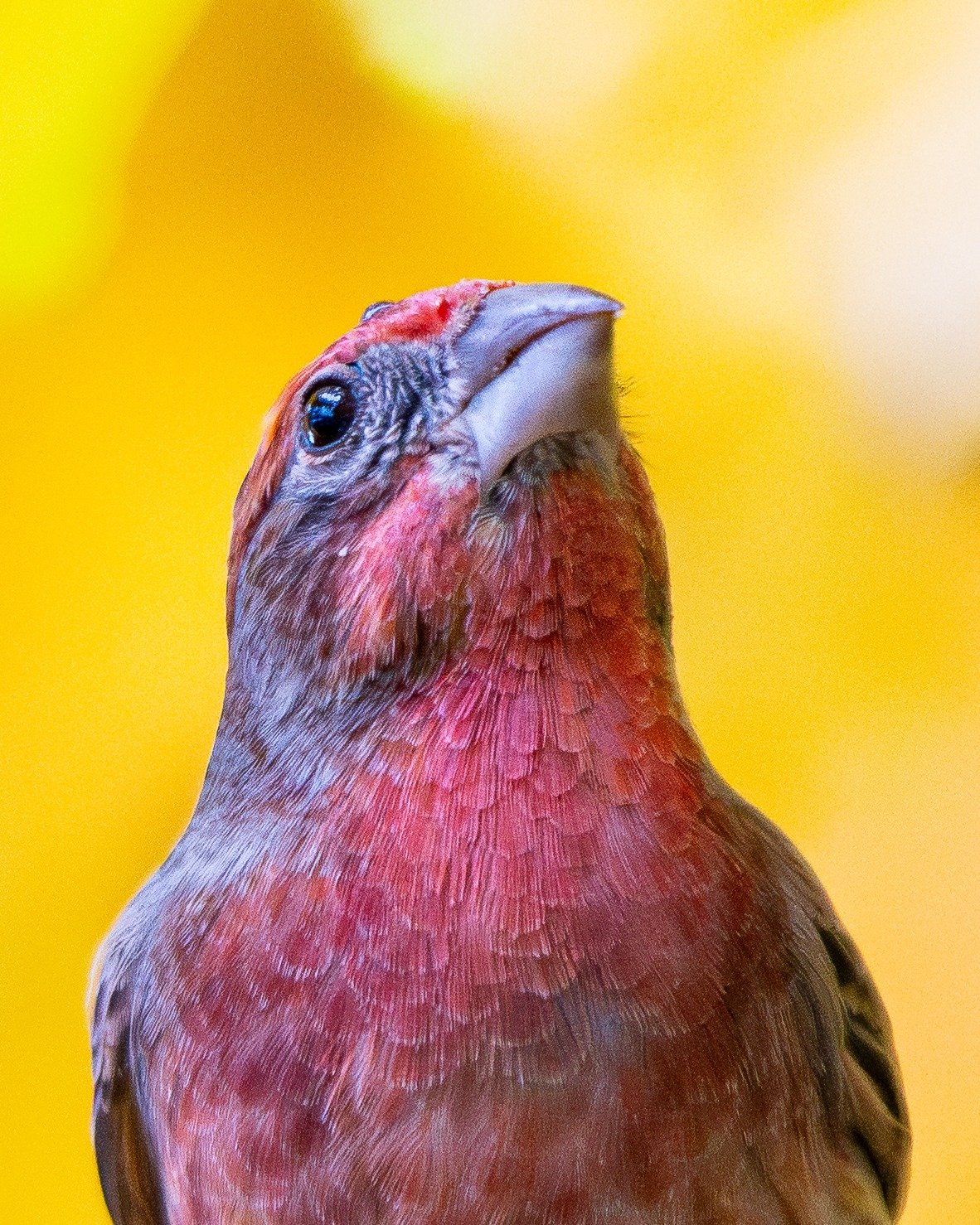 this is a tiny dragon!

#birdsphotography #photography #birding #birds #pnwbirds