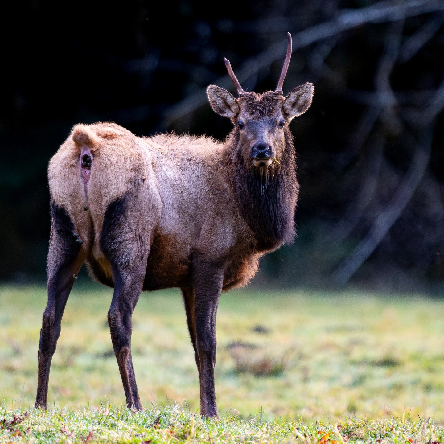 elk pooping!

#pnwphotographer #pnwwildlife #wildlifephotography #elk #wildlifephoto