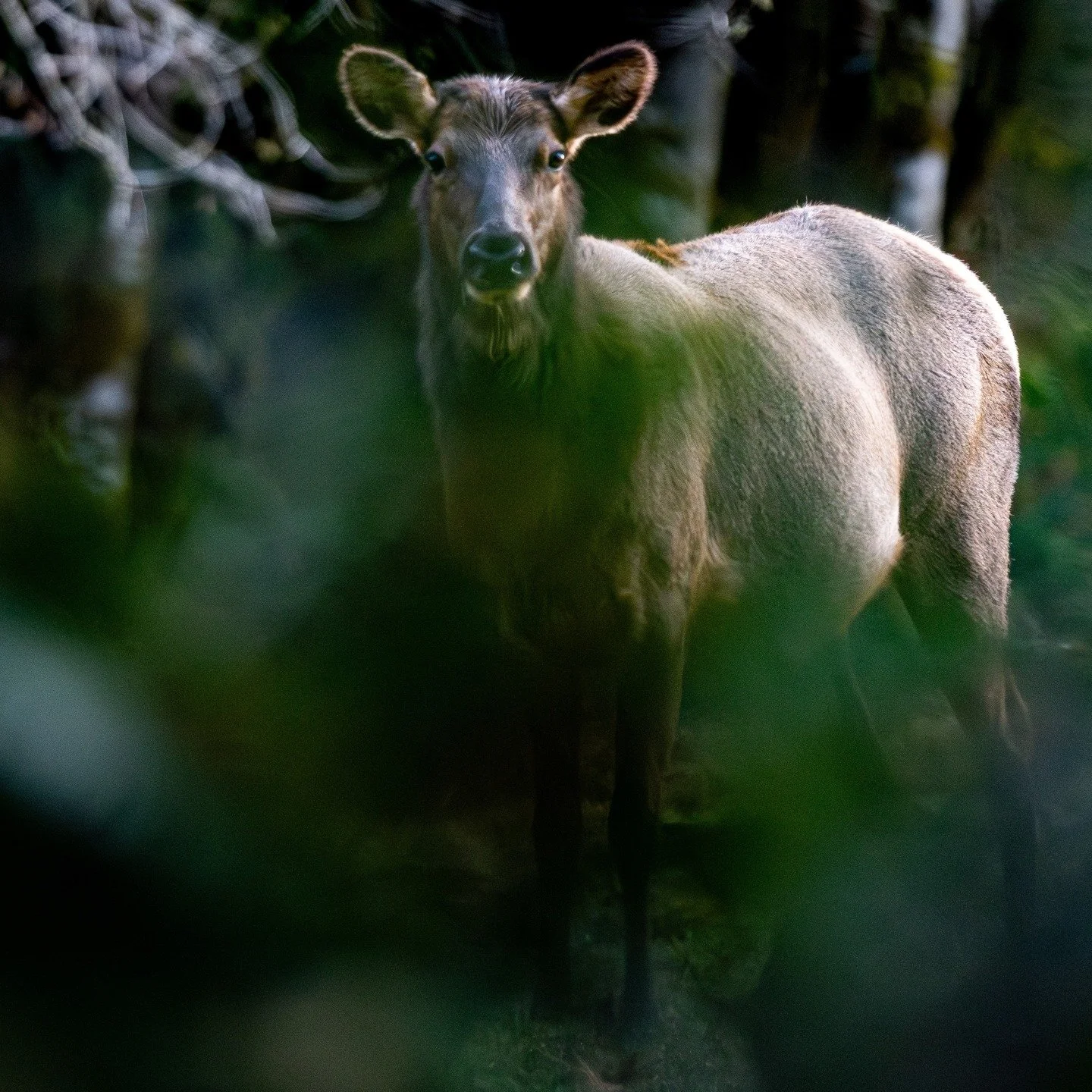 crouching photographer, hidden elk.

#pnwphotographer #pnwwildlife #wildlifephotography #elk #wildlifephoto