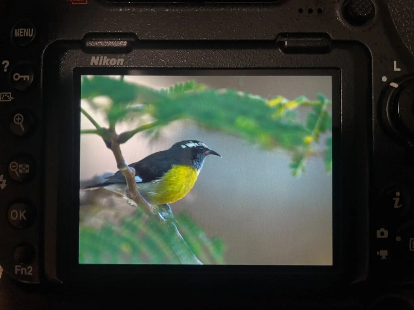 i got stuck in Puerto Rico. here is one of the receipts!