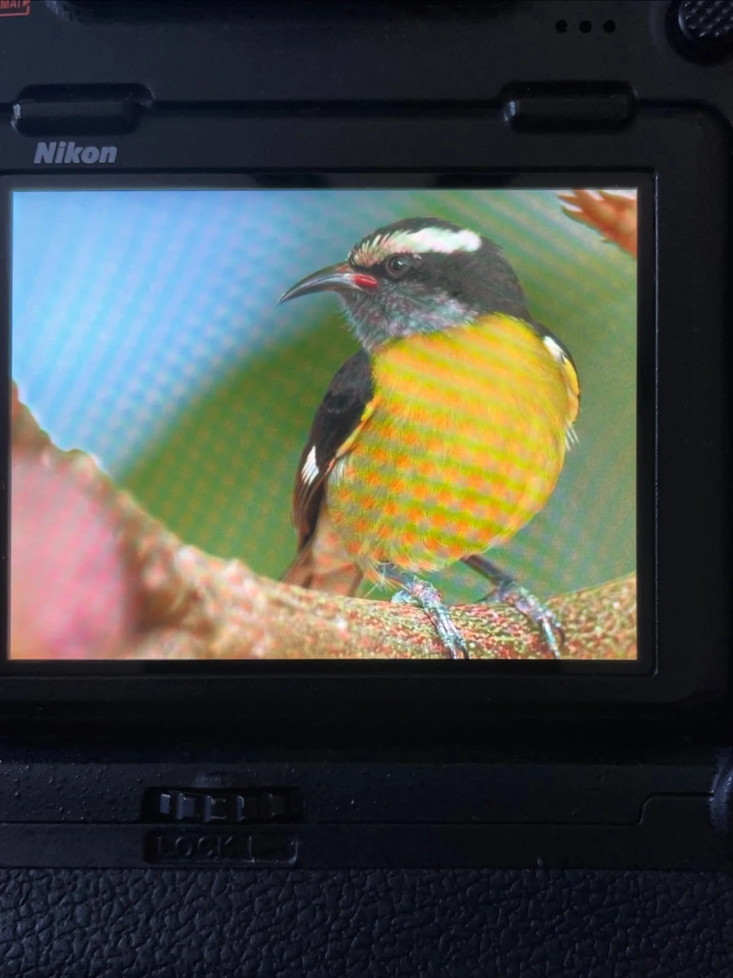 when you get stuck in a banana colony, hang out with bananaquits aka la reinita com&uacute;n!

#birdsphotography #photography #birding #birds #pnwbirds
