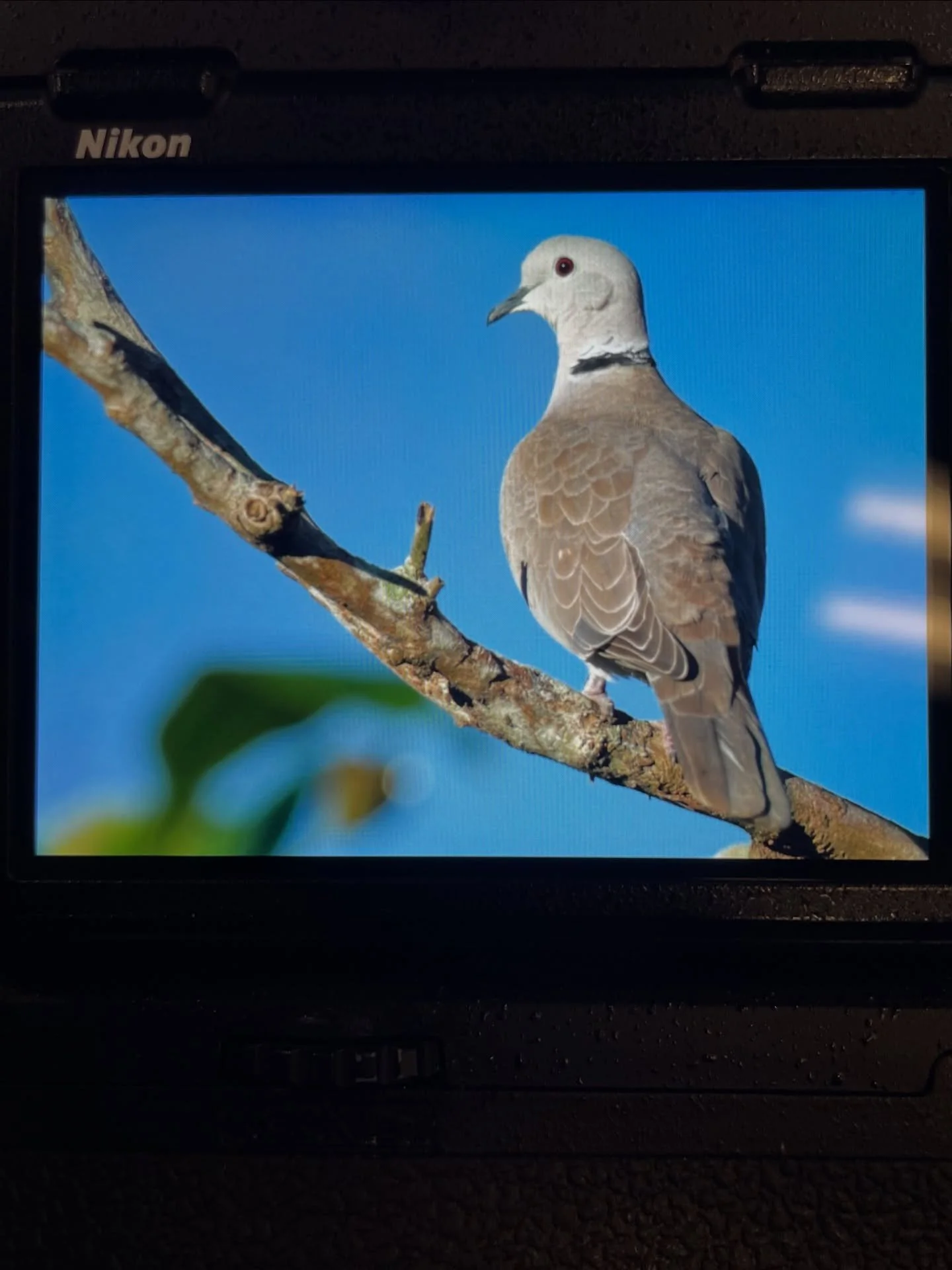 Eurasian Collared-Dove in Puerto Rico. In my opinion, if you are going birding to this colony it&rsquo;s better to find housing with a few short trees and flowers. You will see more than visiting the decrepit &ldquo;natural reserves.&rdquo; The gover