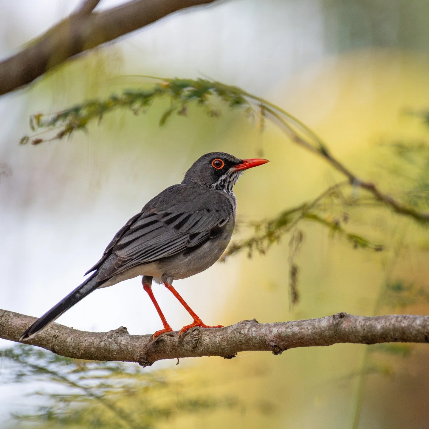 Eastern Red-legged Thrush in Puerto Rico. This one was running up and down the Flamboyan Tree.

#birdsphotography #photography #birding #birds #wildlifephotography