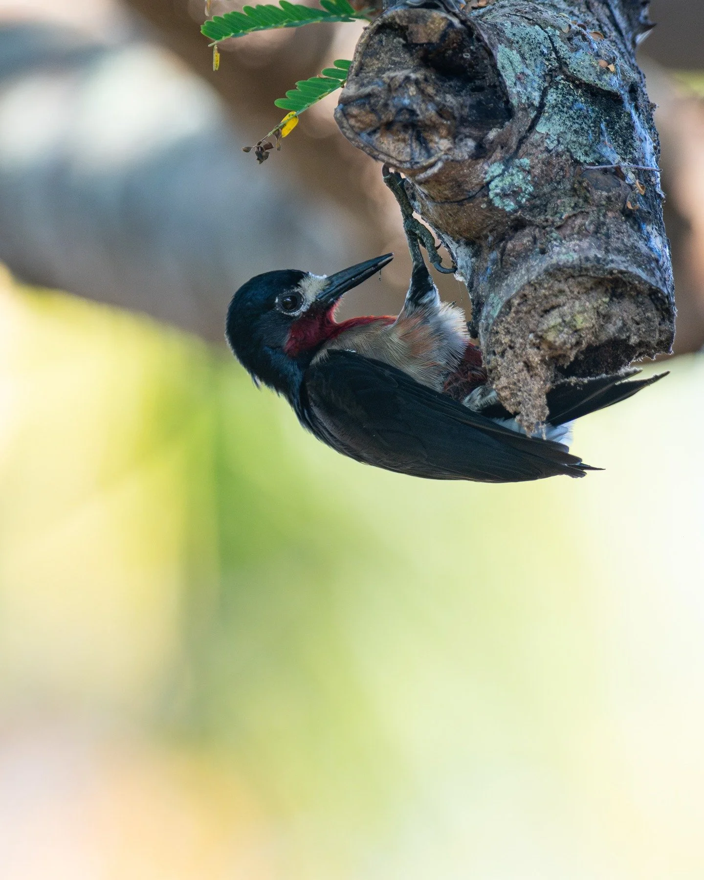 Puerto Rican woodpecker. This is the only one that is endemic to the island. This one was looking for beetles on a Flamboyan Tree. 

#birdsphotography #photography #birding #birds #wildlifephotography