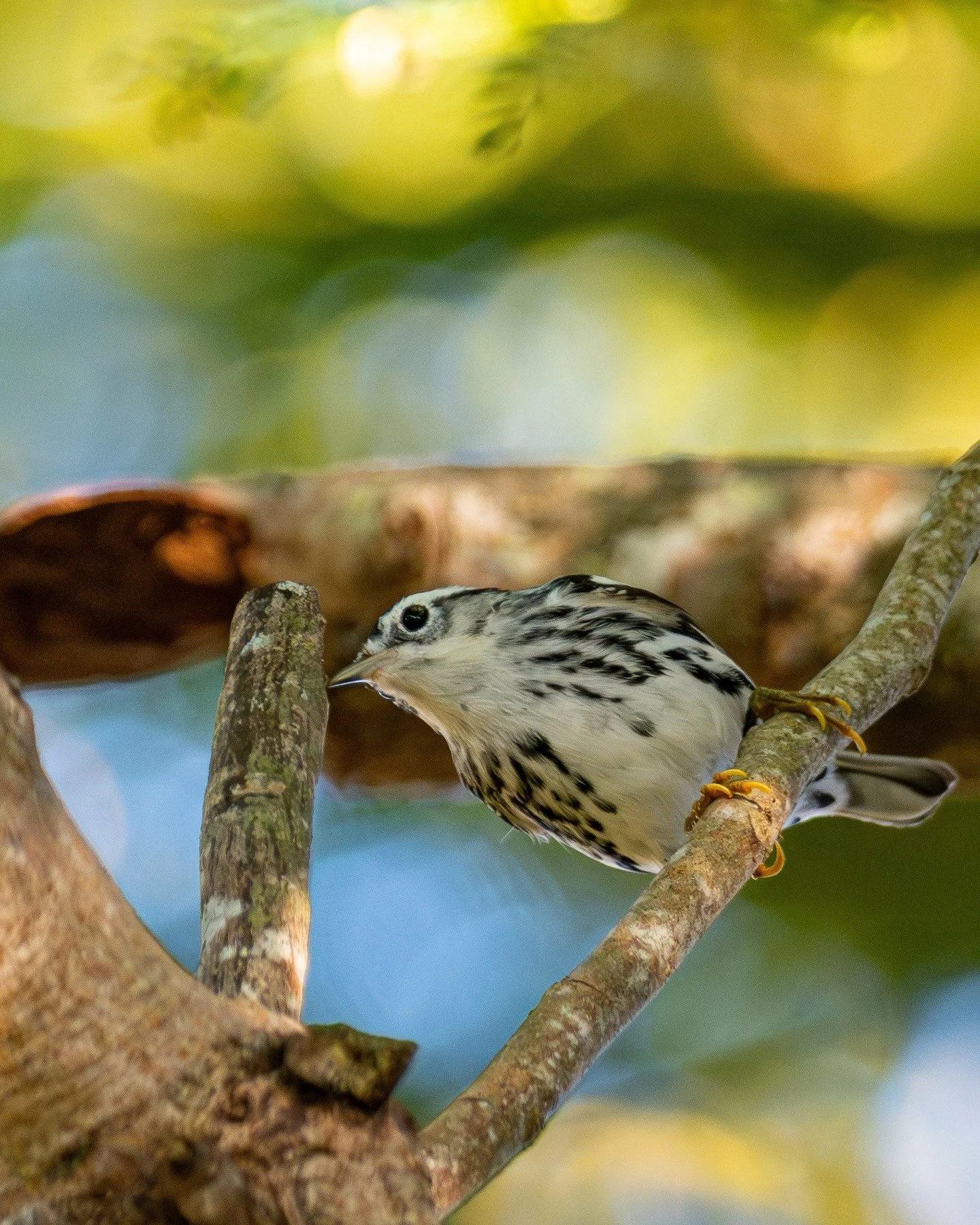 This Flamboyan supports more than a dozen different types of birds. Can't wait to return when it blooms so that you can see why they call it the Flame of the Forest!

This bird is called "Reinita Trepadora." In english that mean the little 