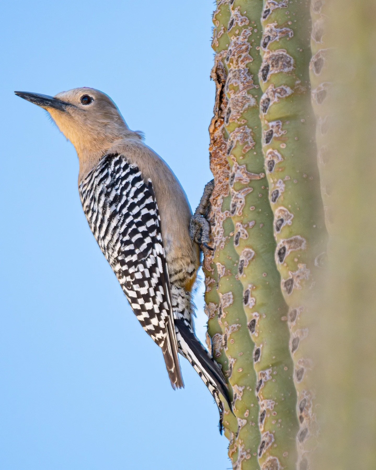 Gila Woodpecker at work!

#birdlovers #ornitologia #birdphotography #wildlife #birds