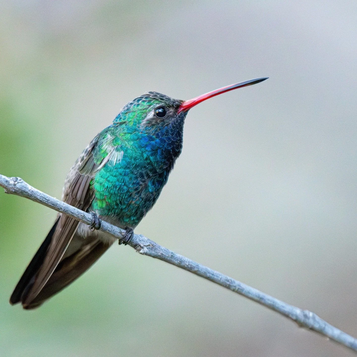 Broad-billed Hummingbird in Arizona.

#birdsphotography #photography #birding #birds #wildlifephotography