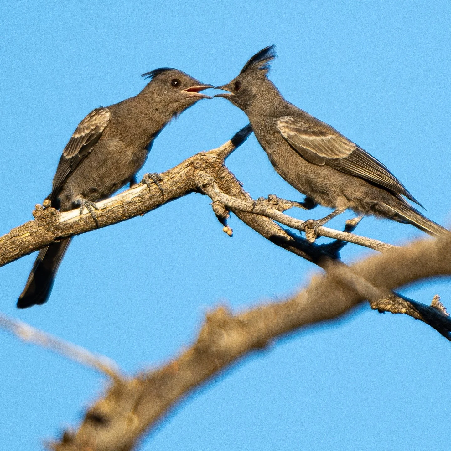 saw these in arizona, what are they called?

#birdlovers #ornitologia #birdphotography #wildlife #birds