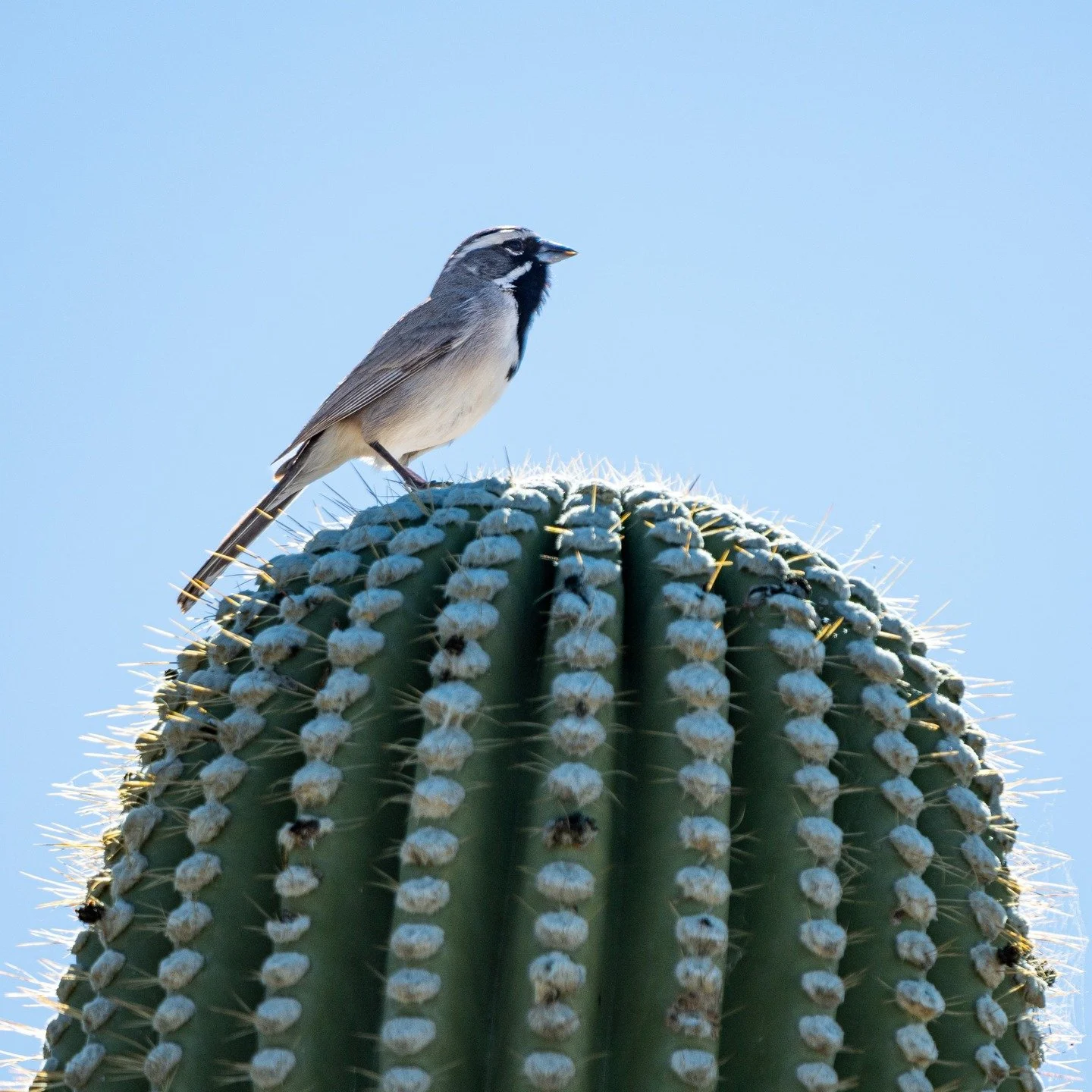 Black-throated Sparrow looking for a cool breeze during a heat wave in Arizona. 

#birdsphotography #photography #birding #birds #wildlifephotography