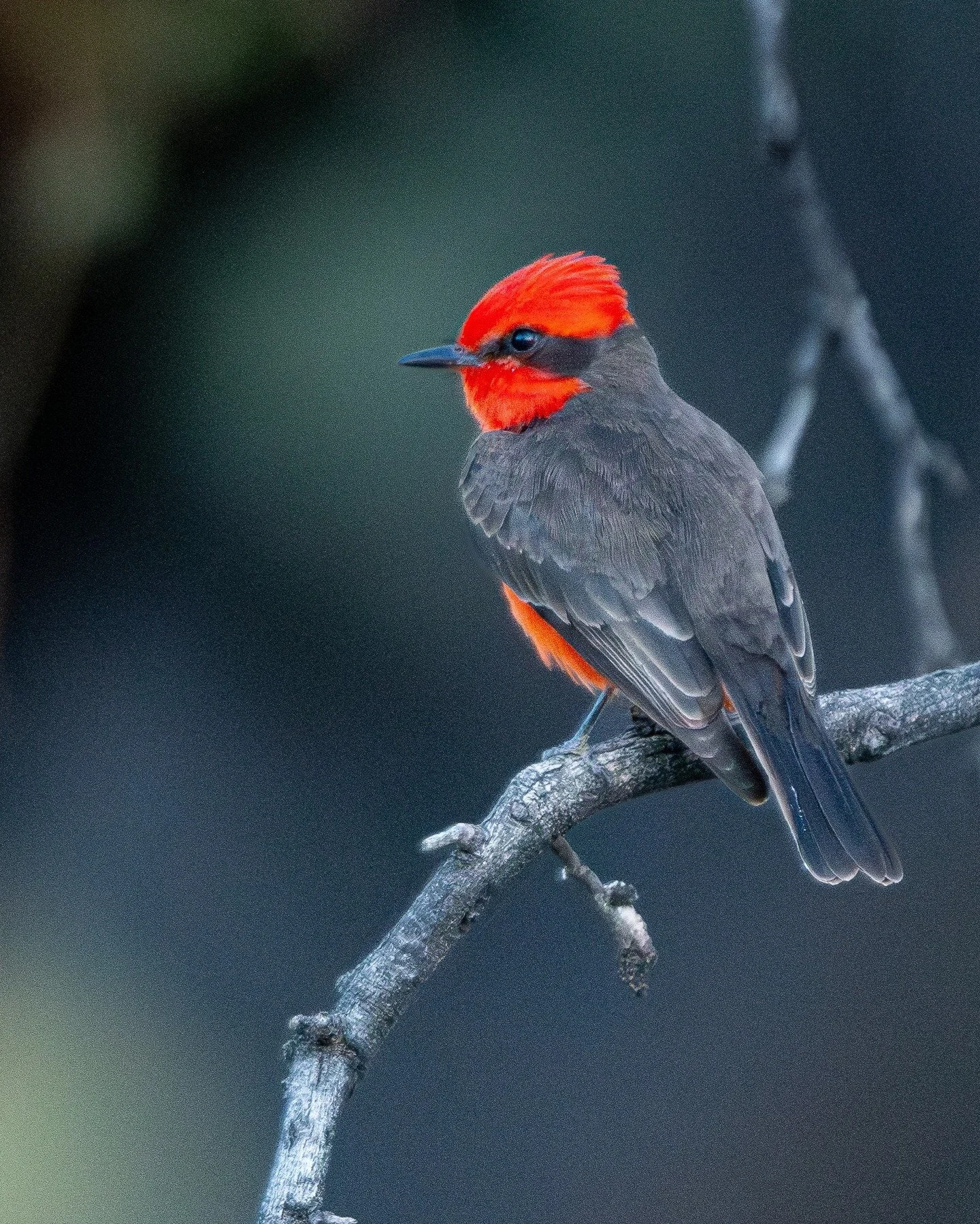 Arizona is lucky to get visits from the Vermillion Flycatcher.

#birdlovers #ornitologia #birdphotography #wildlife #birds