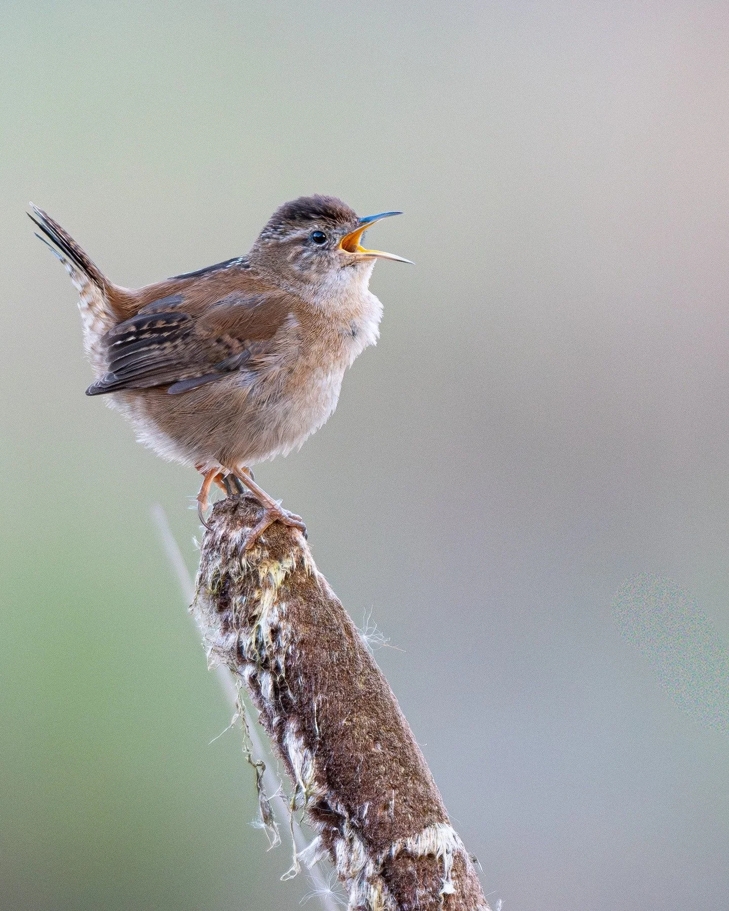 March Wren!

#birdsphotography #photography #birding #birds #wildlifephotography