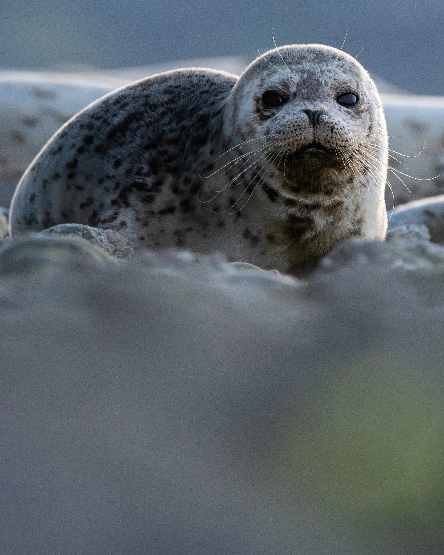 harbor seal tanning their backside.

#wildlifephotography #wildlife #harborseal #pnwwildlife #wildlifephoto