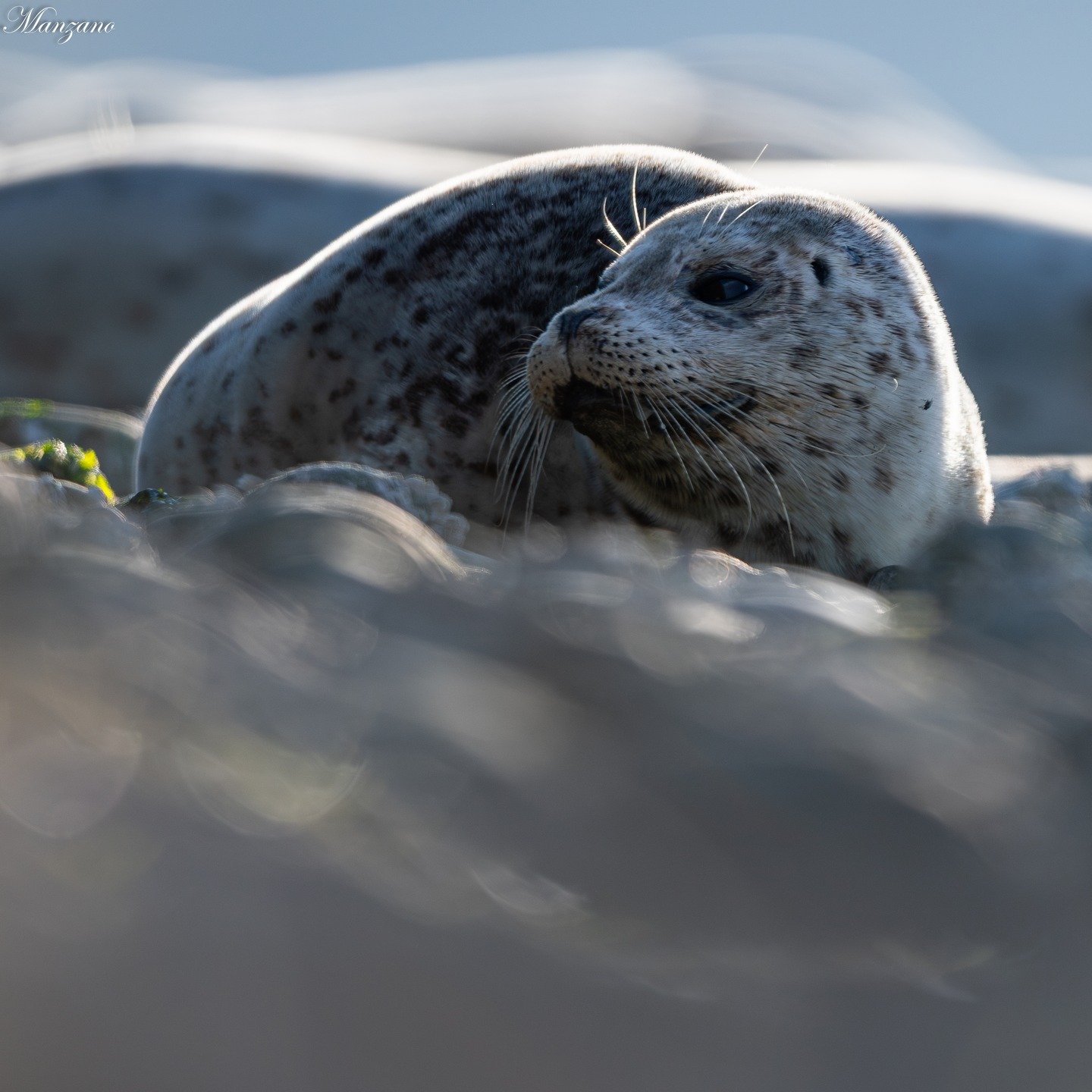 harbor seal taking a union break!

#wildlifephotography #wildlife #harborseal #pnwwildlife #wildlifephoto