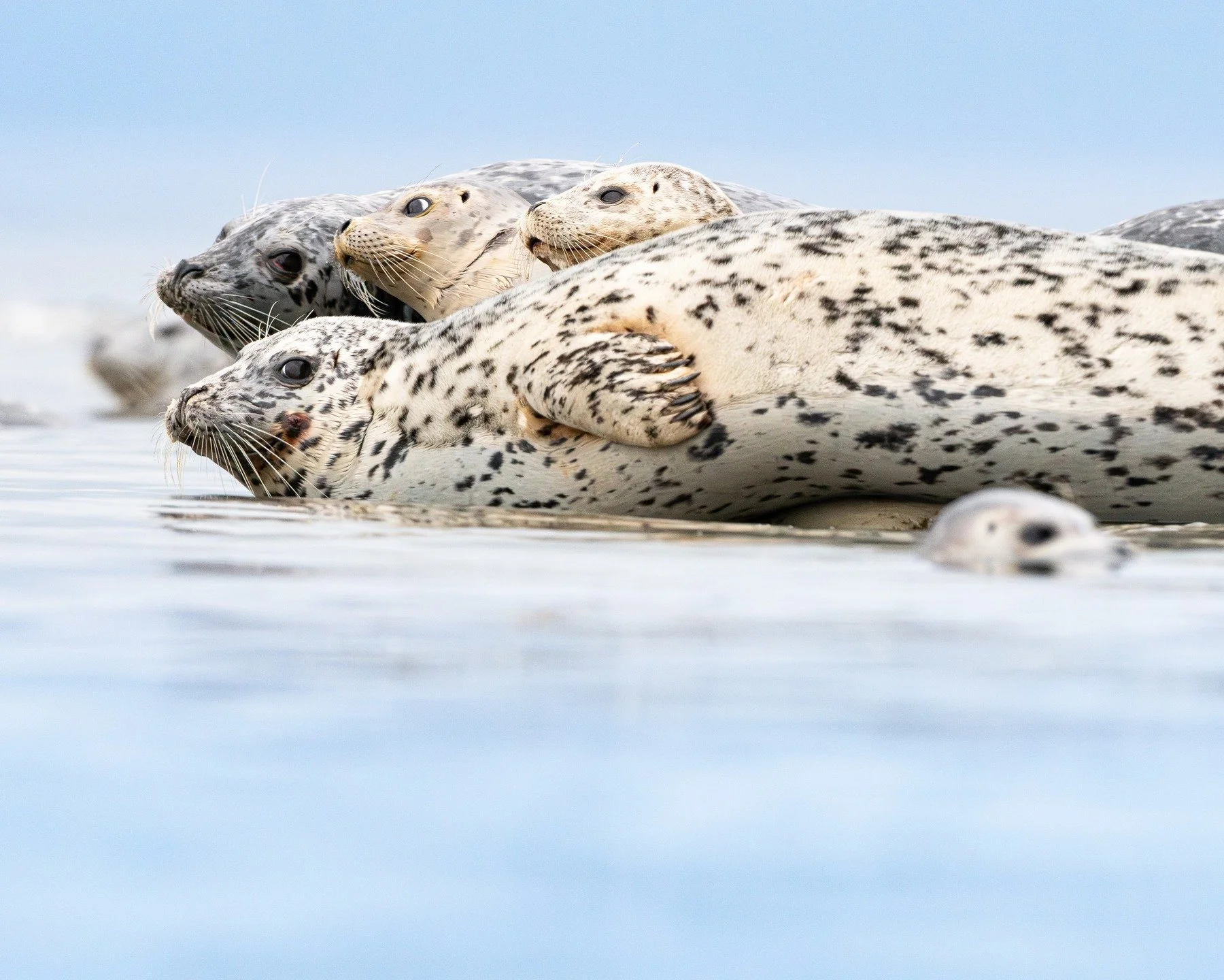 harbor seals who asked me for a group picture.

#wildlifephotography #wildlife #harborseal #pnwwildlife #wildlifephoto