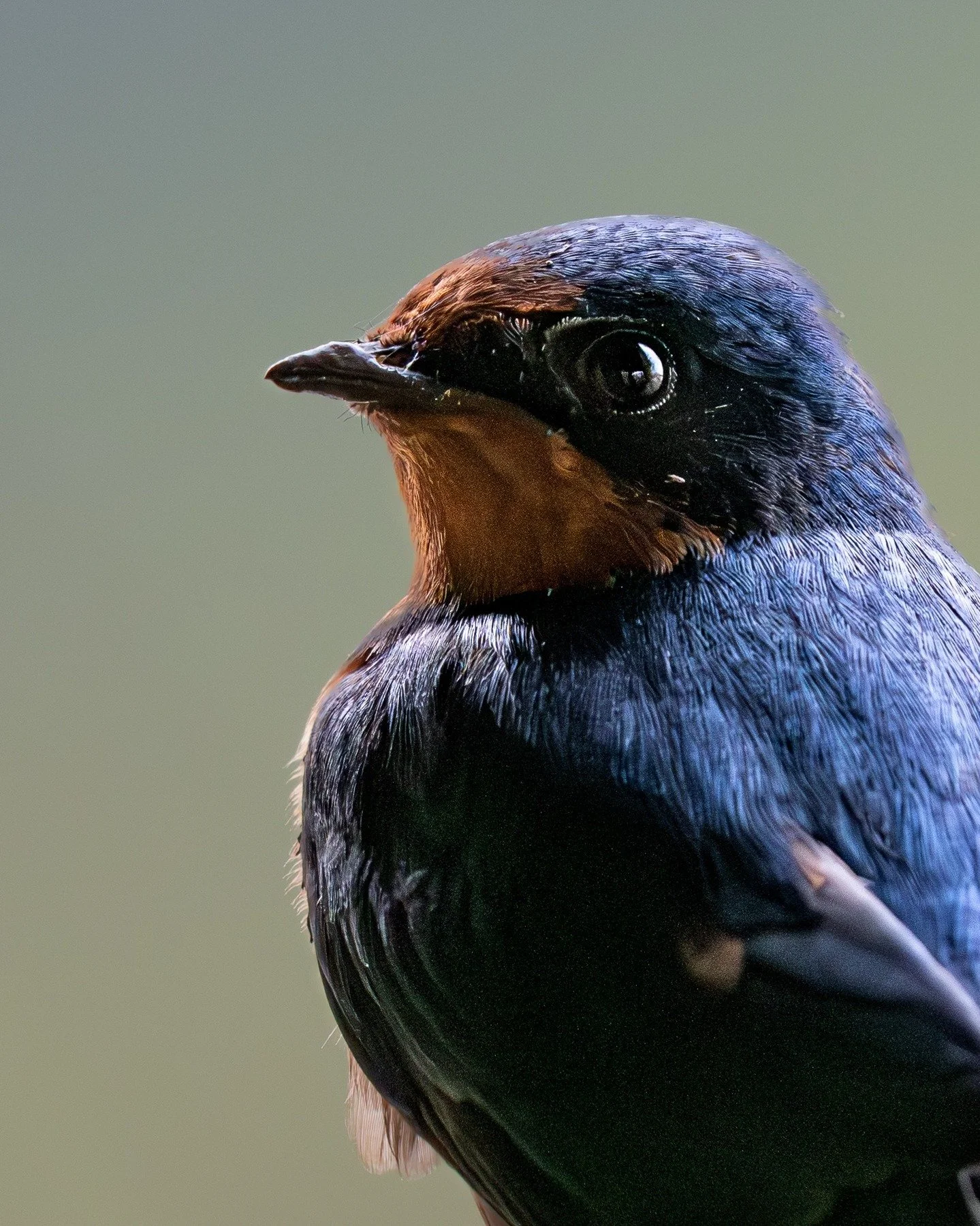 this barn swallow has been looksmaxxing.

#birdsphotography #photography #birding #birds #wildlifephotography