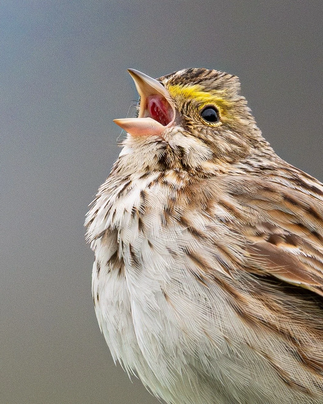 savannah sparrow singing opera.

#birdlovers #ornitologia #birdphotography #wildlife #birds